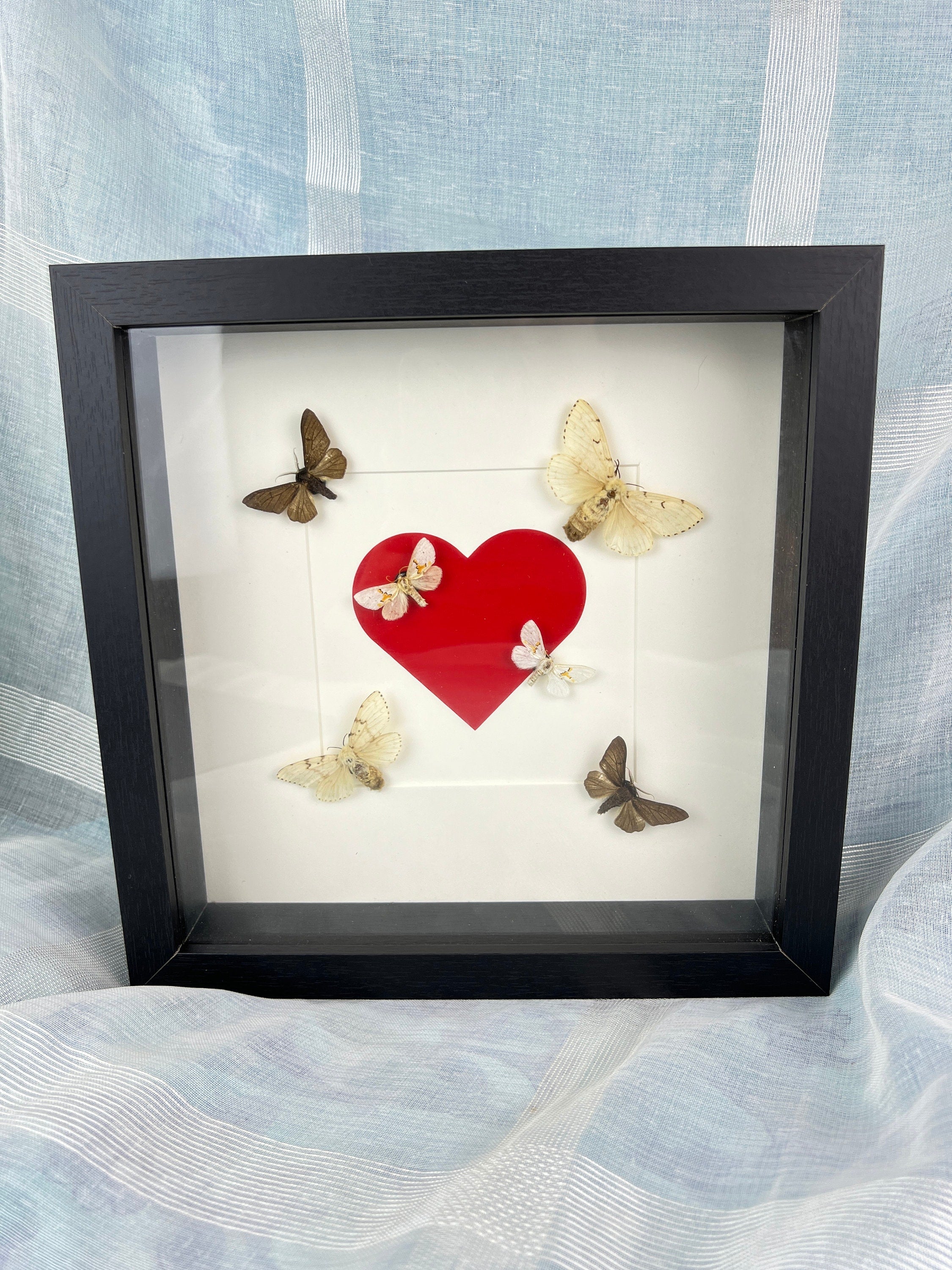 Six moths in a frame of 25x25 cm