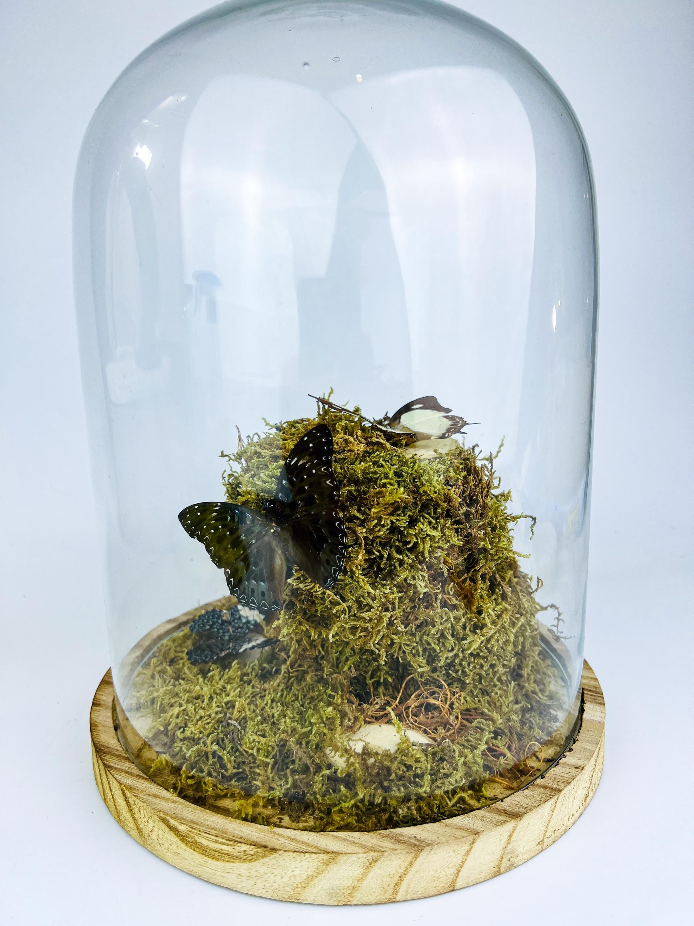 Polyura Athamas, Dichorragia Ninus en Hamadryas Amphinome in stolp