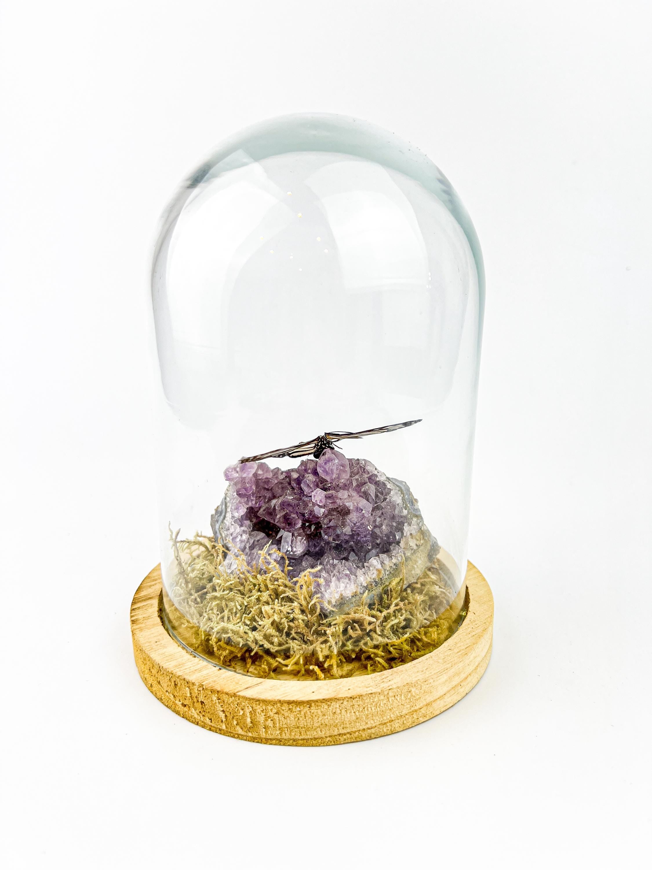 Echte vlinder | Parantica Vitrina op Amethyst in stolp (17x13cm)