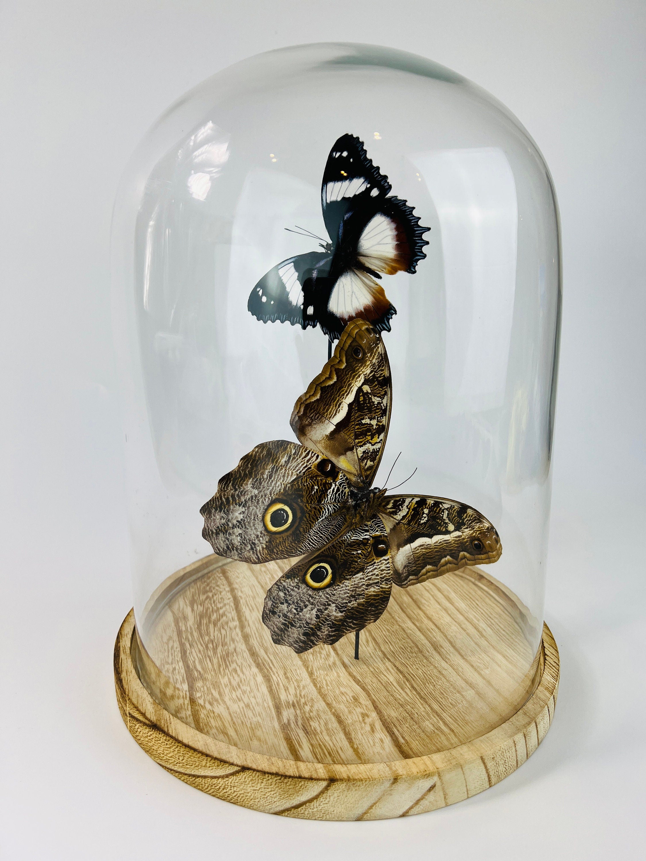 Hypolimnas Dexithea en Caligo in stolp