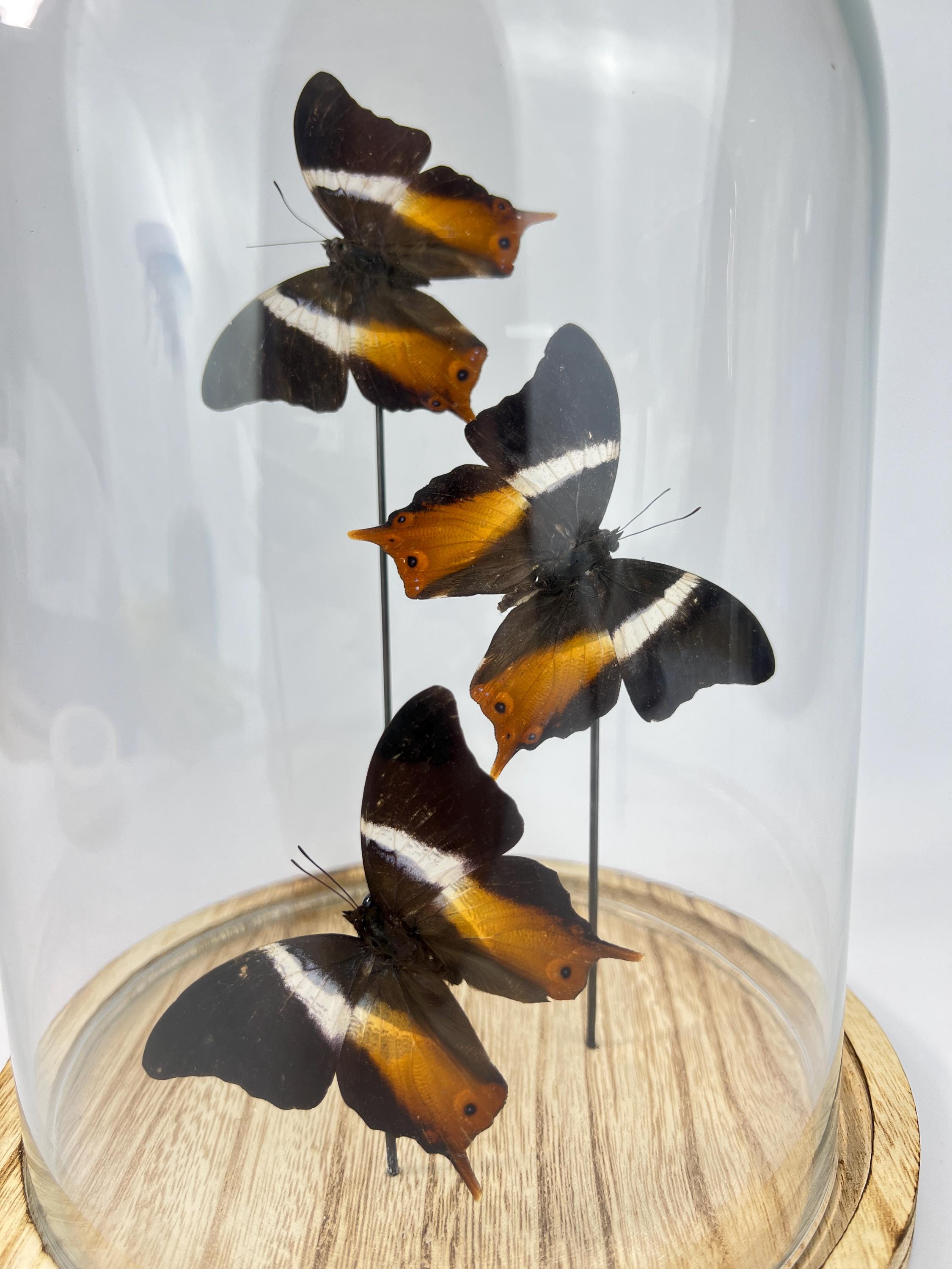 Echte vlinders Palla Publius in stolp 31x23 cm