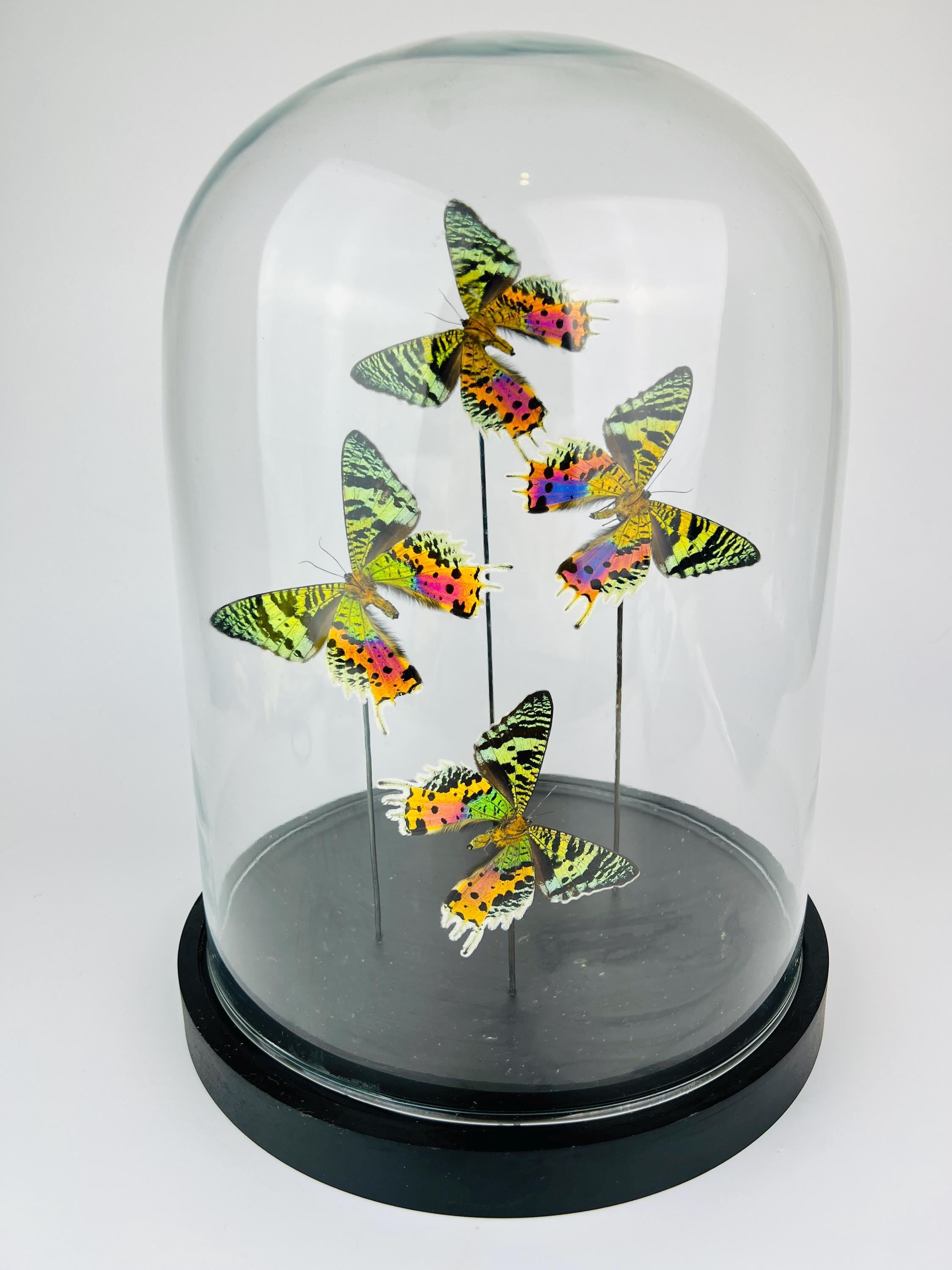 Echte vlinders Urania Ripheus (achterkant) in glazen koepel – 31 x 23 cm (12,2 x 9,1 inch)