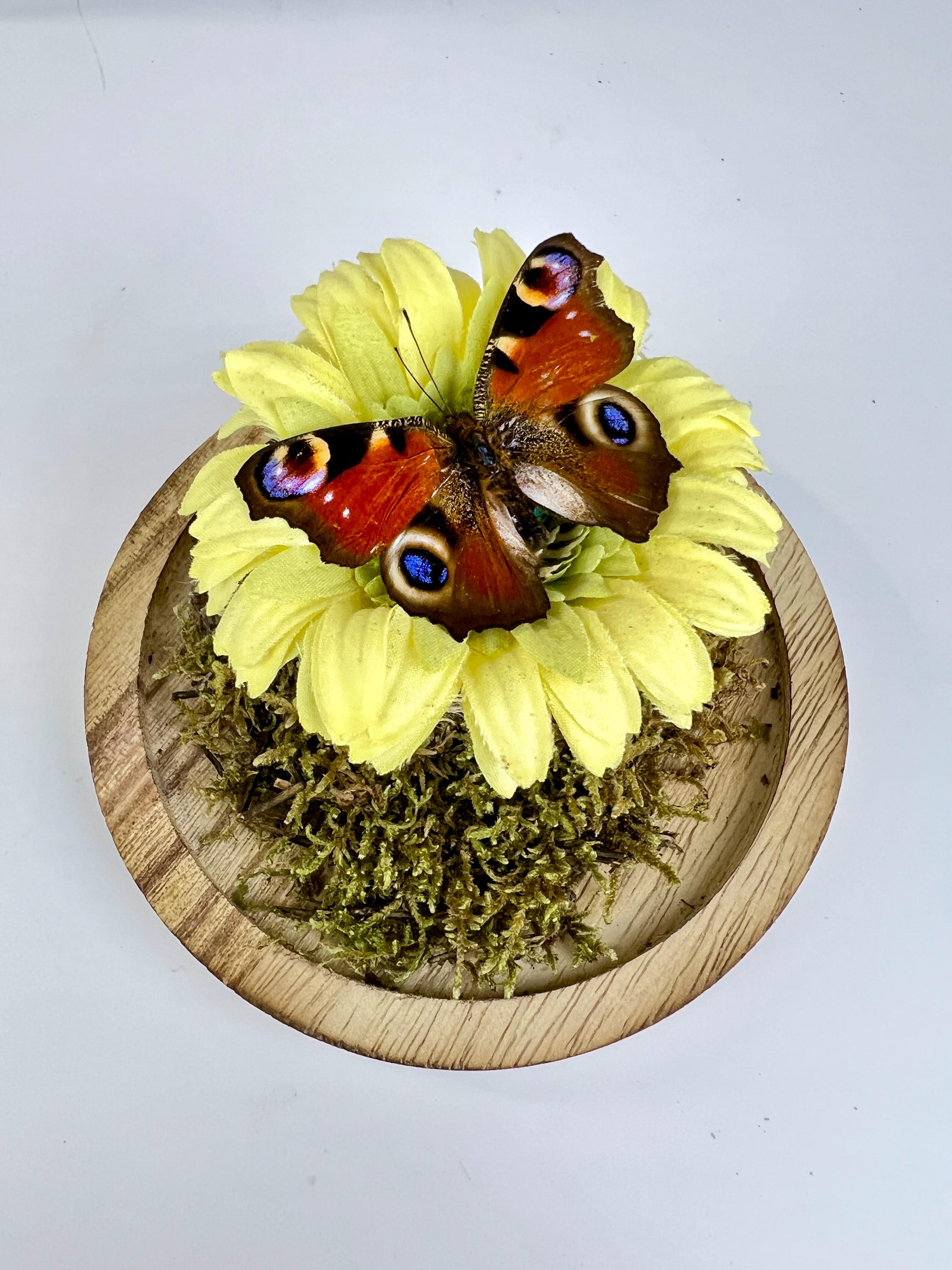 Echte vlinder | Aglais Io op een faux gele boem op echt mos in stolp (17x13cm)