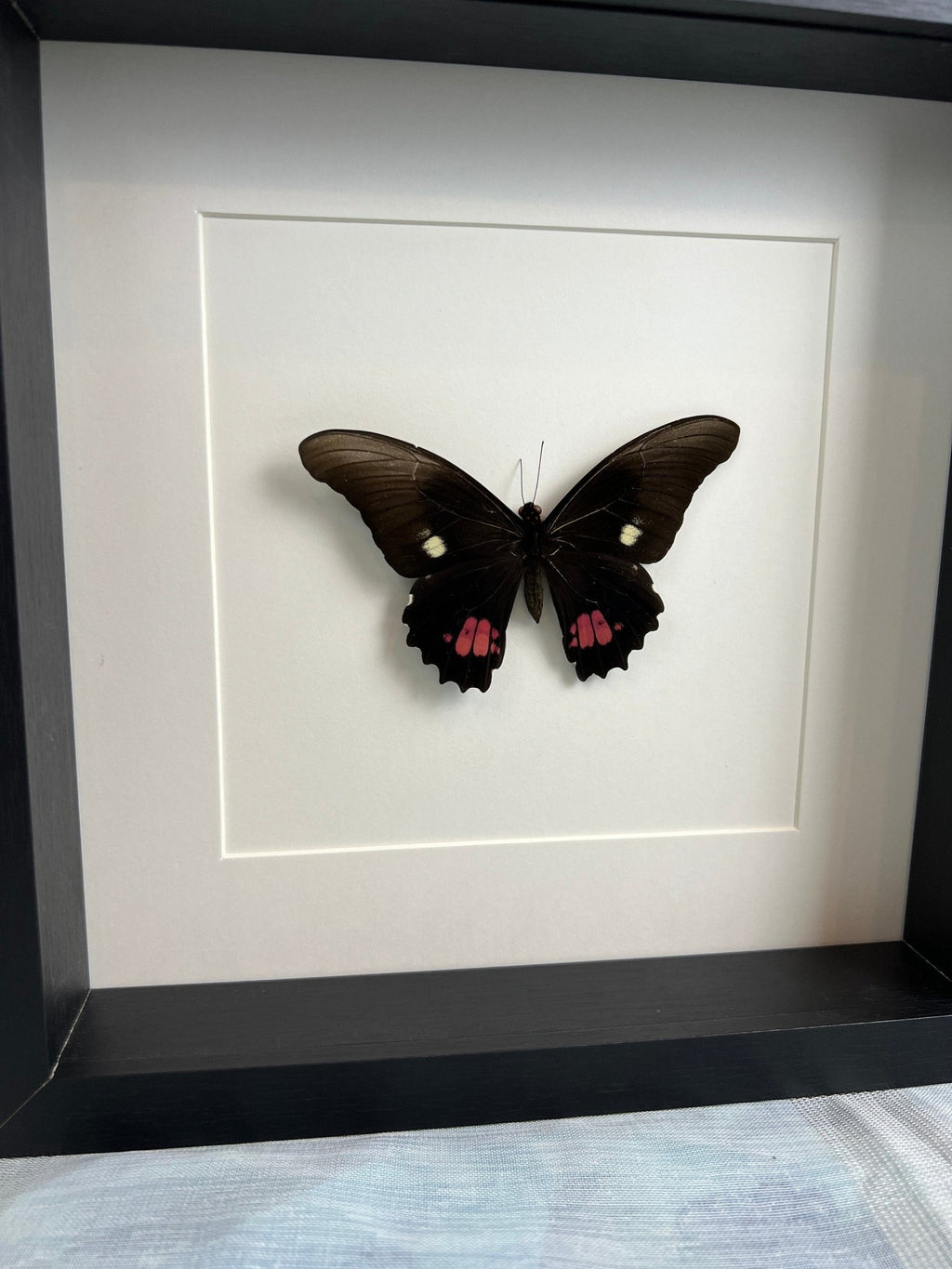 Papilio Anchisiades, gerahmt von KEY LIME STORE
