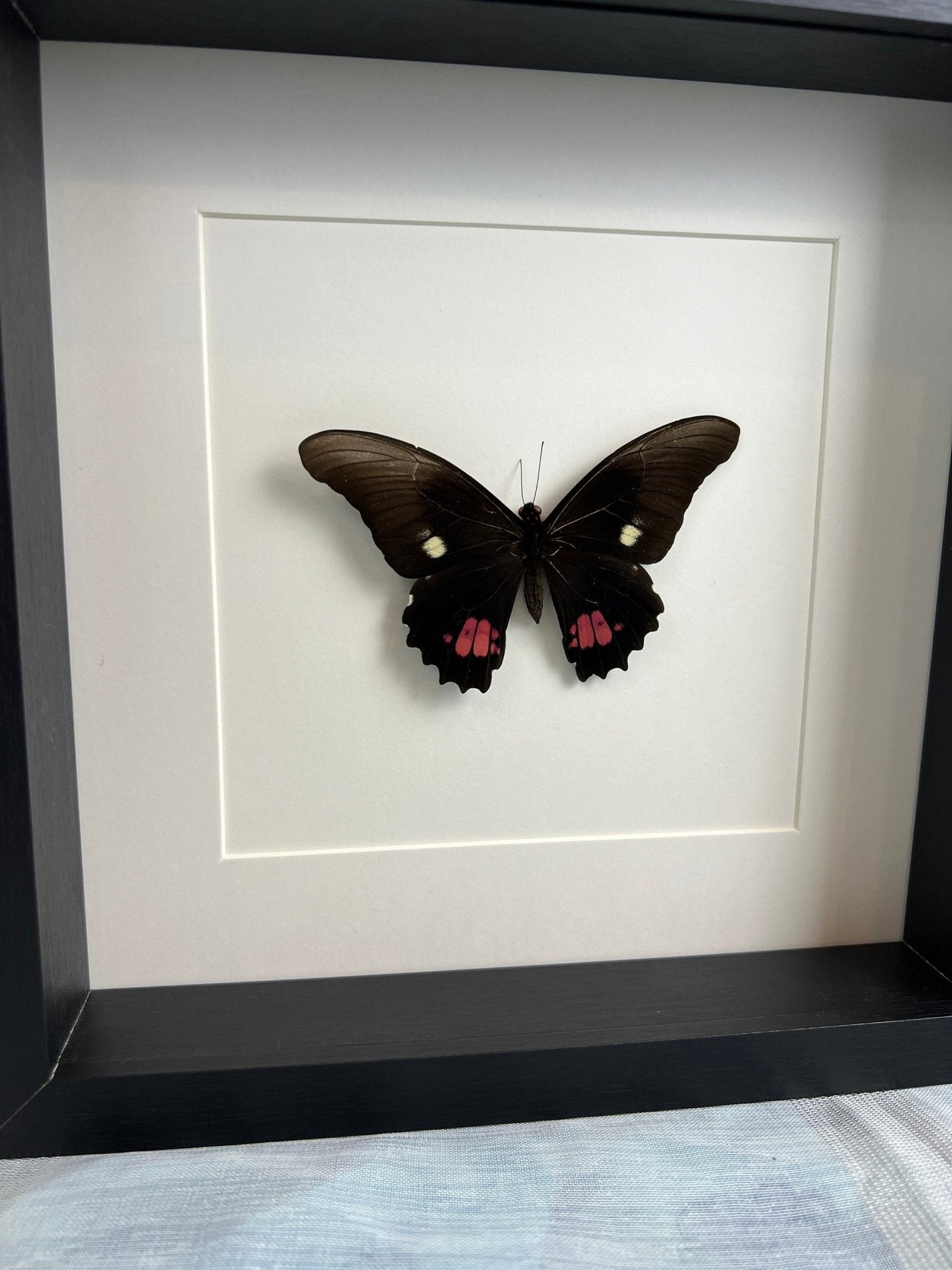 Papilio Anchisiades, gerahmt von KEY LIME STORE