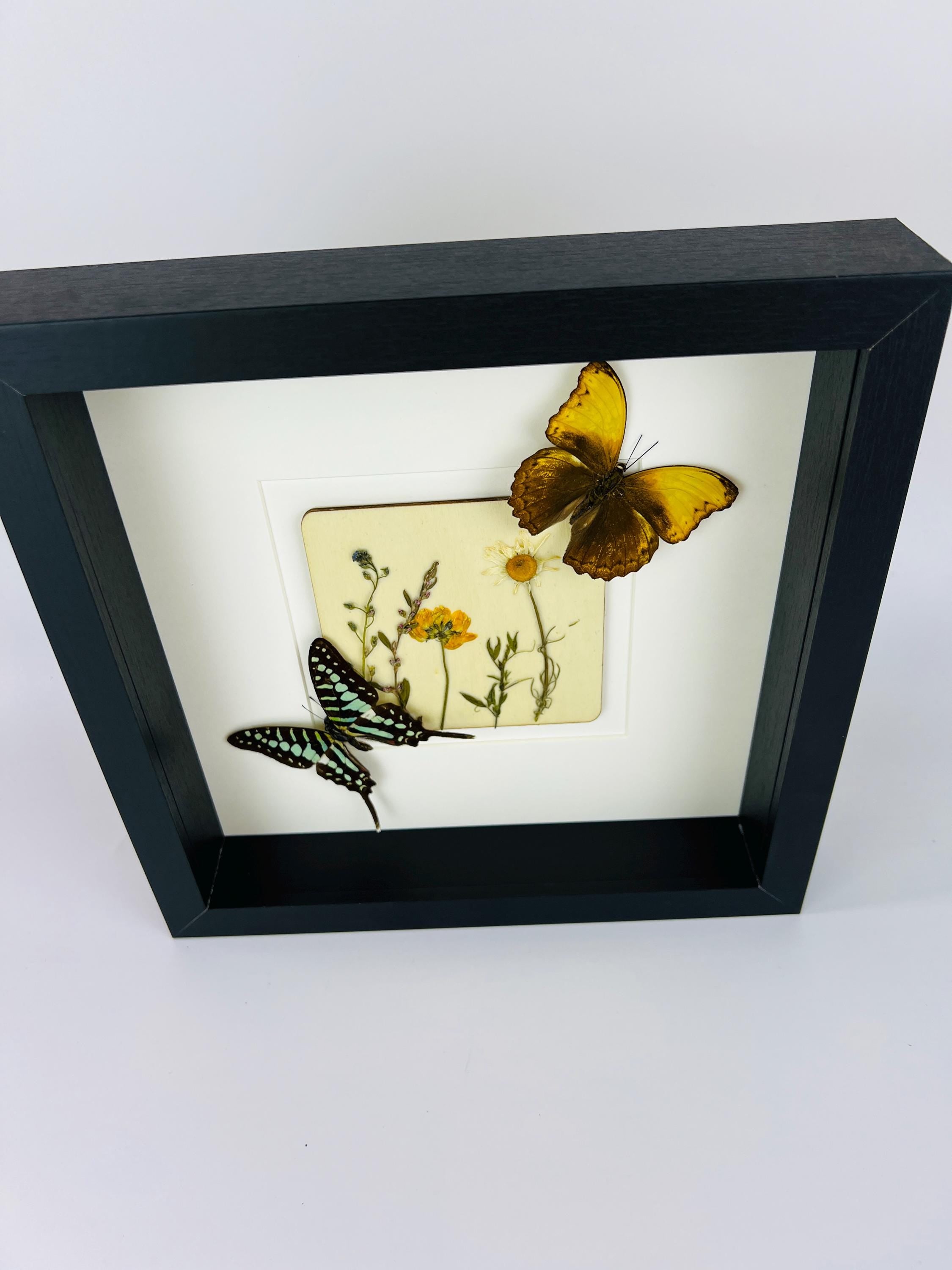 Graphium und Cymothoe Haynac mit Trockenblumen auf MDF in einem Rahmen