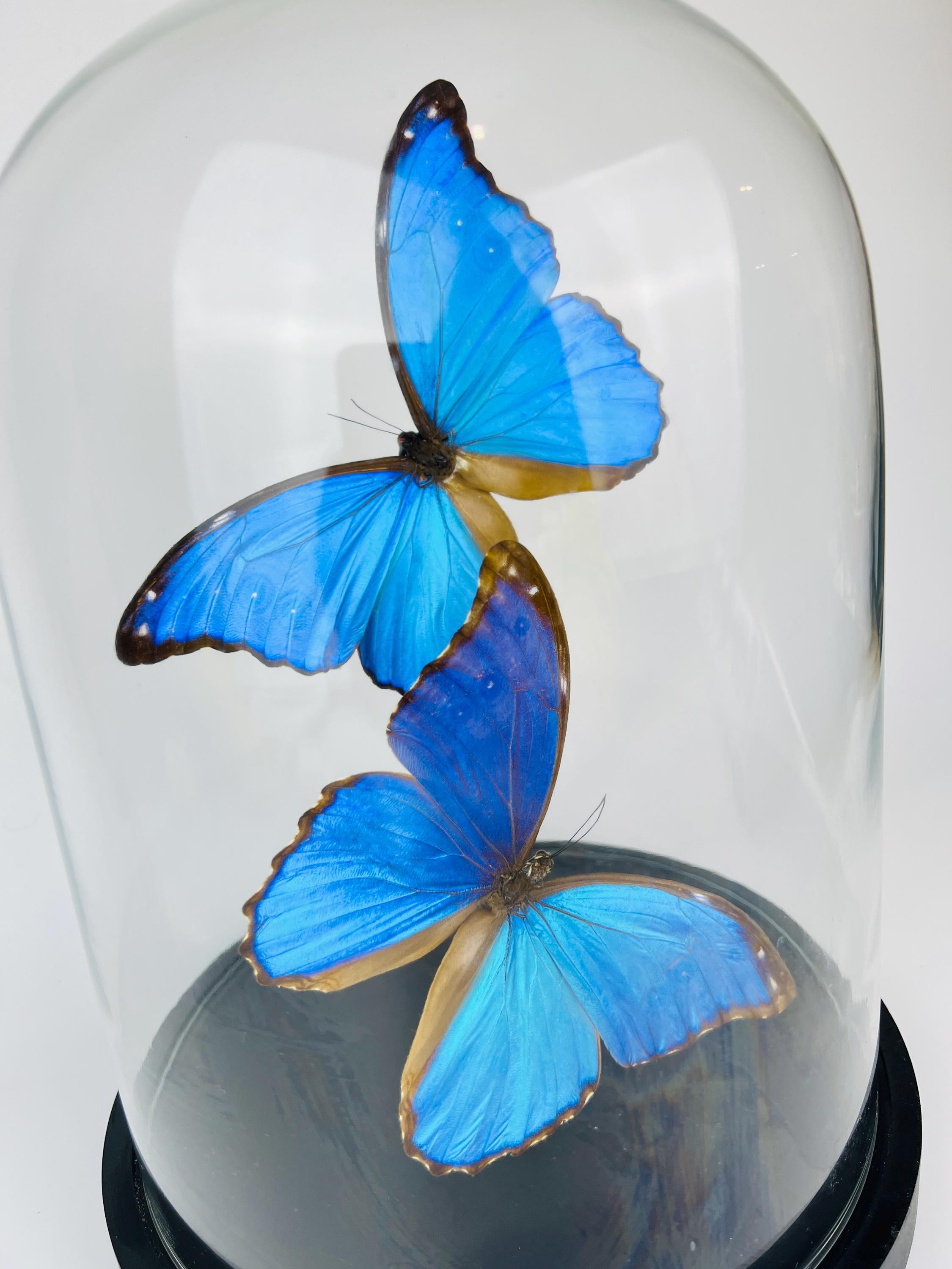 Echte vlinders Morpho Didius in glazen koepel – 31 x 23 cm