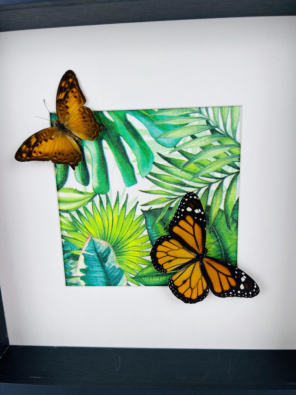 Vagrans Egista und Danaus Plexippus im Rahmen von KEY LIME STORE