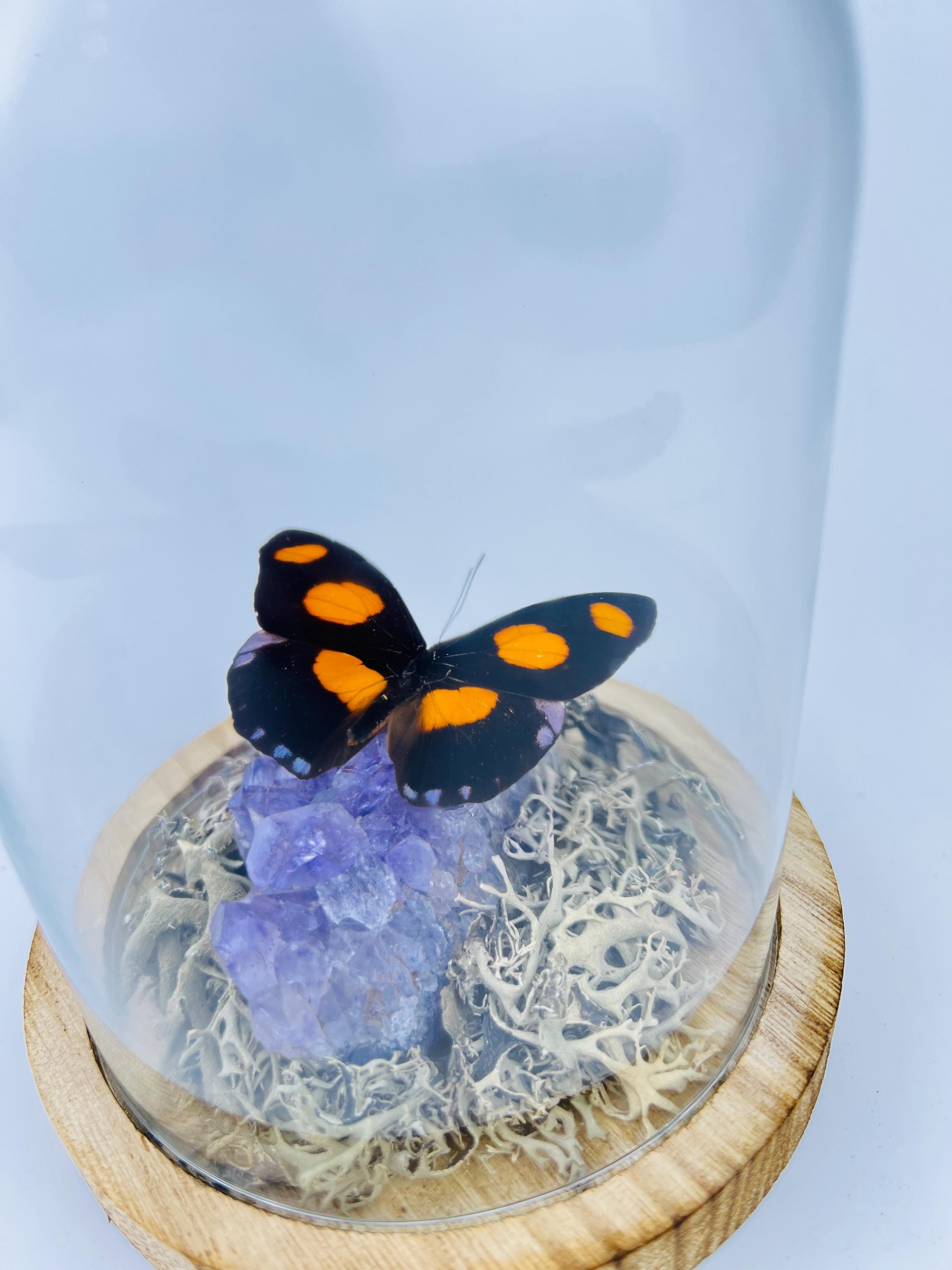 Real butterfly Catonephele Numilia on amethyst in dome (17x13 cm)