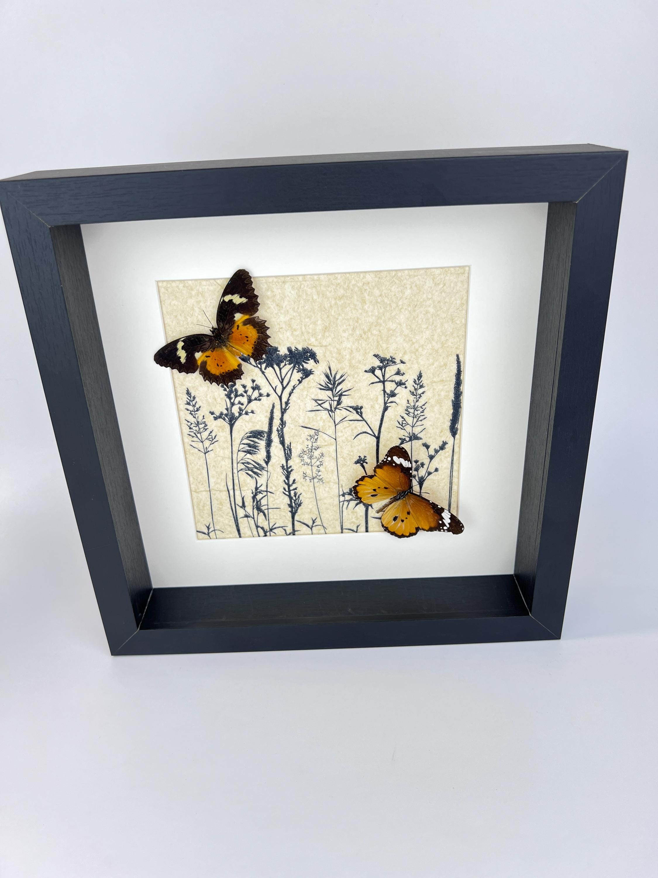 Cethosia hypsea und Danaus chrysippus in einem Rahmen