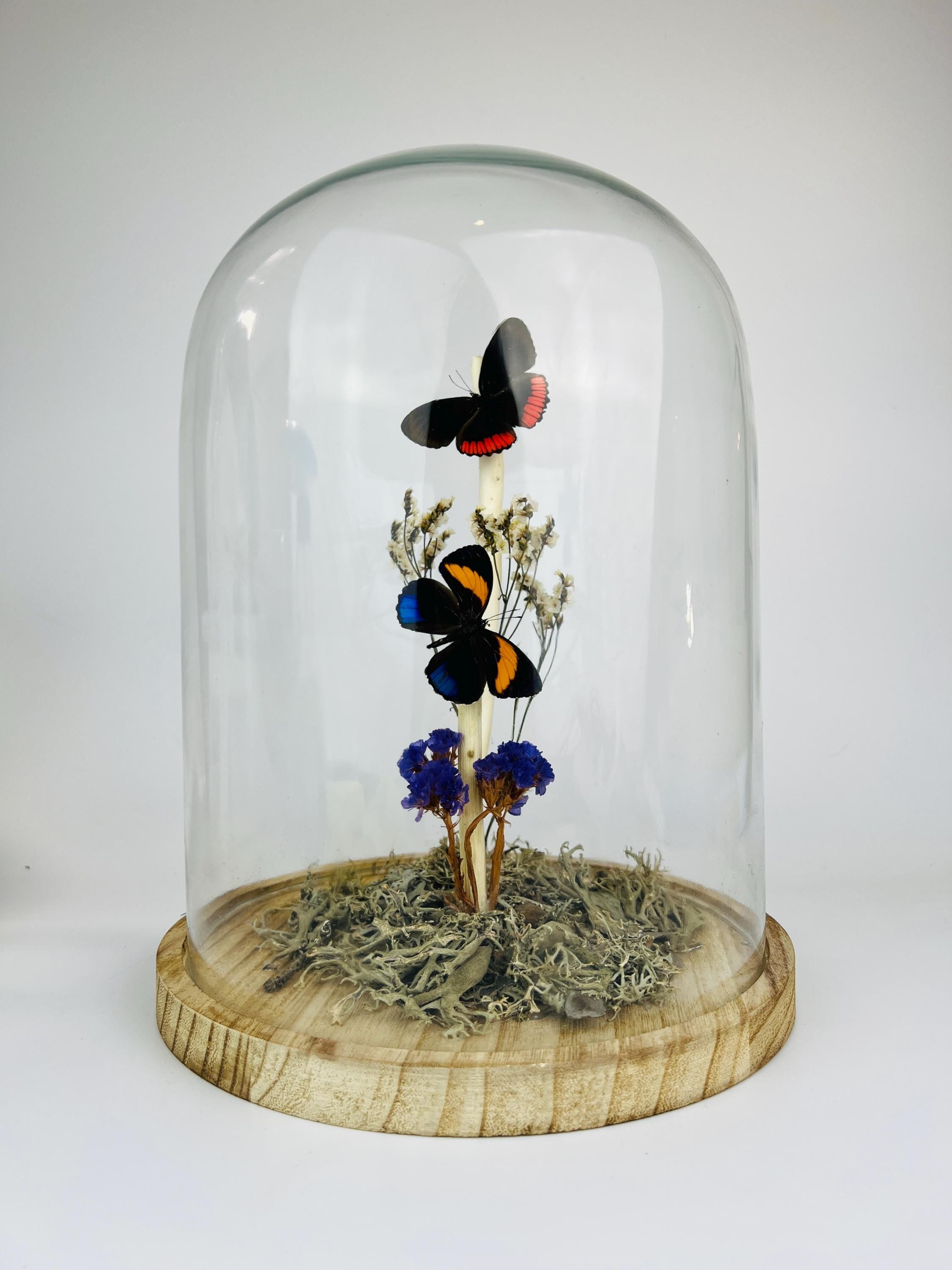 Callicore en Biblis Hyperia in stolp