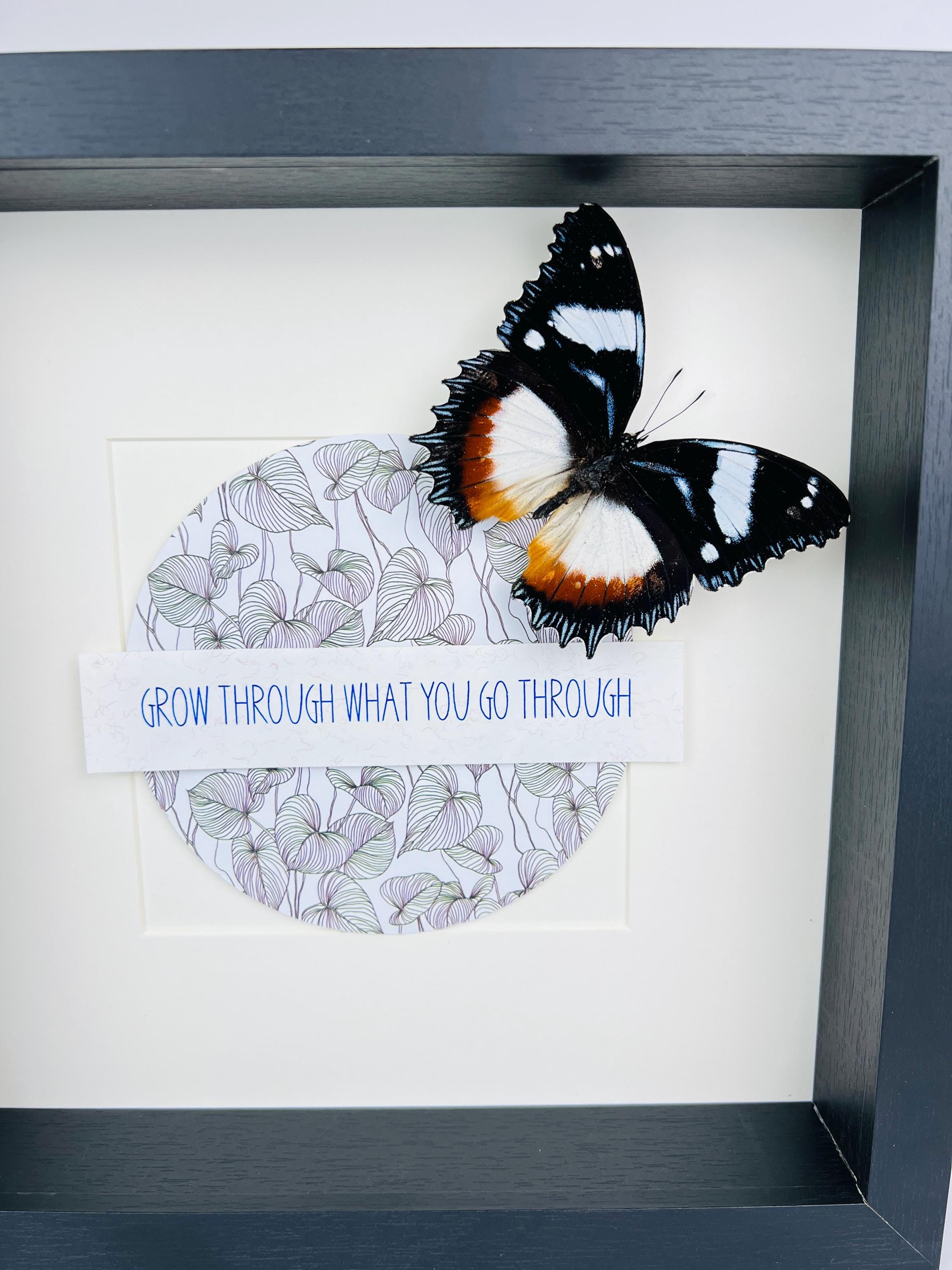 Hypolimnas Dexithea met tekst in lijst