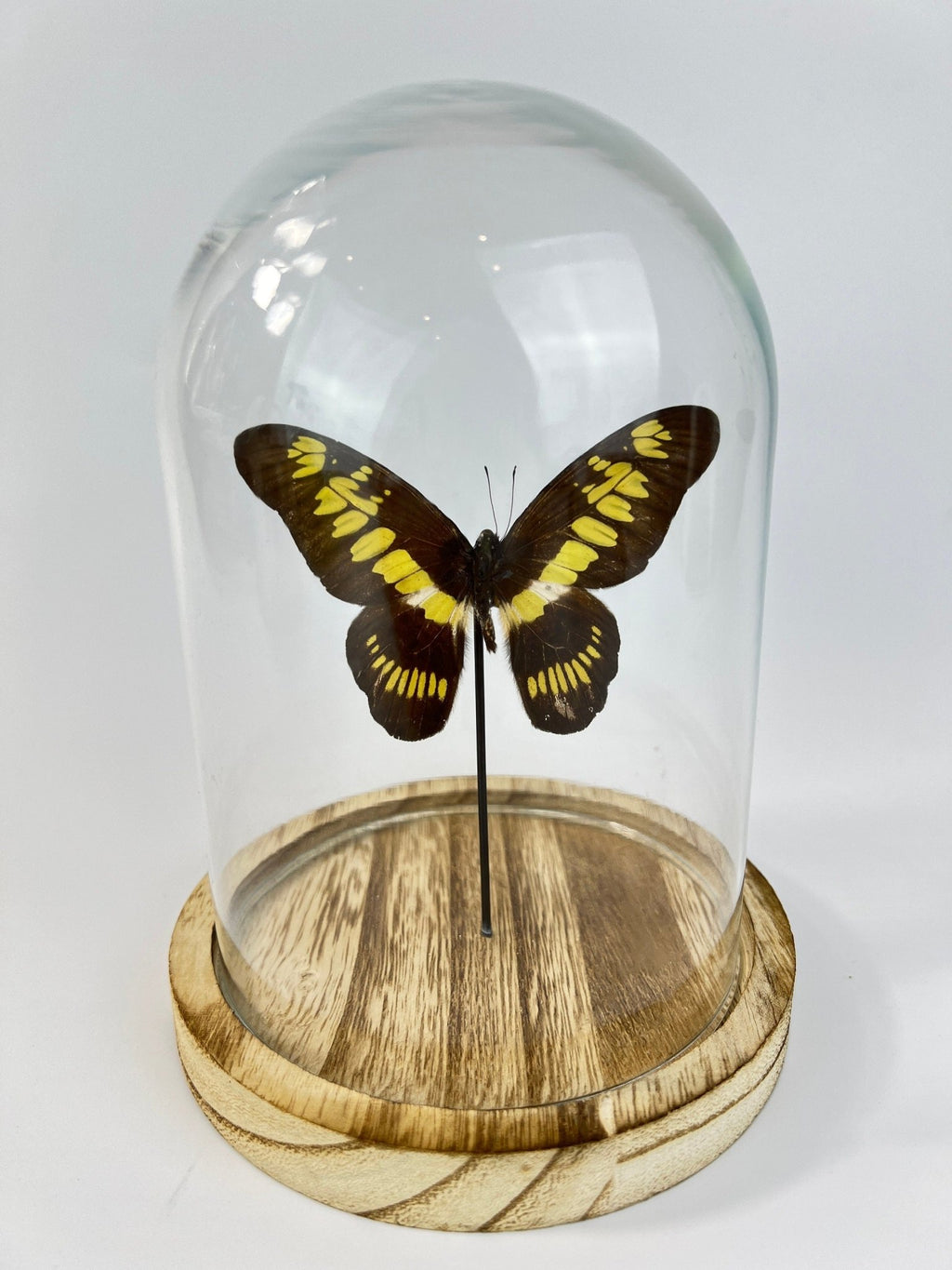 Graphium Latreillanus Theorini in einer Glasglocke von KEY LIME STORE