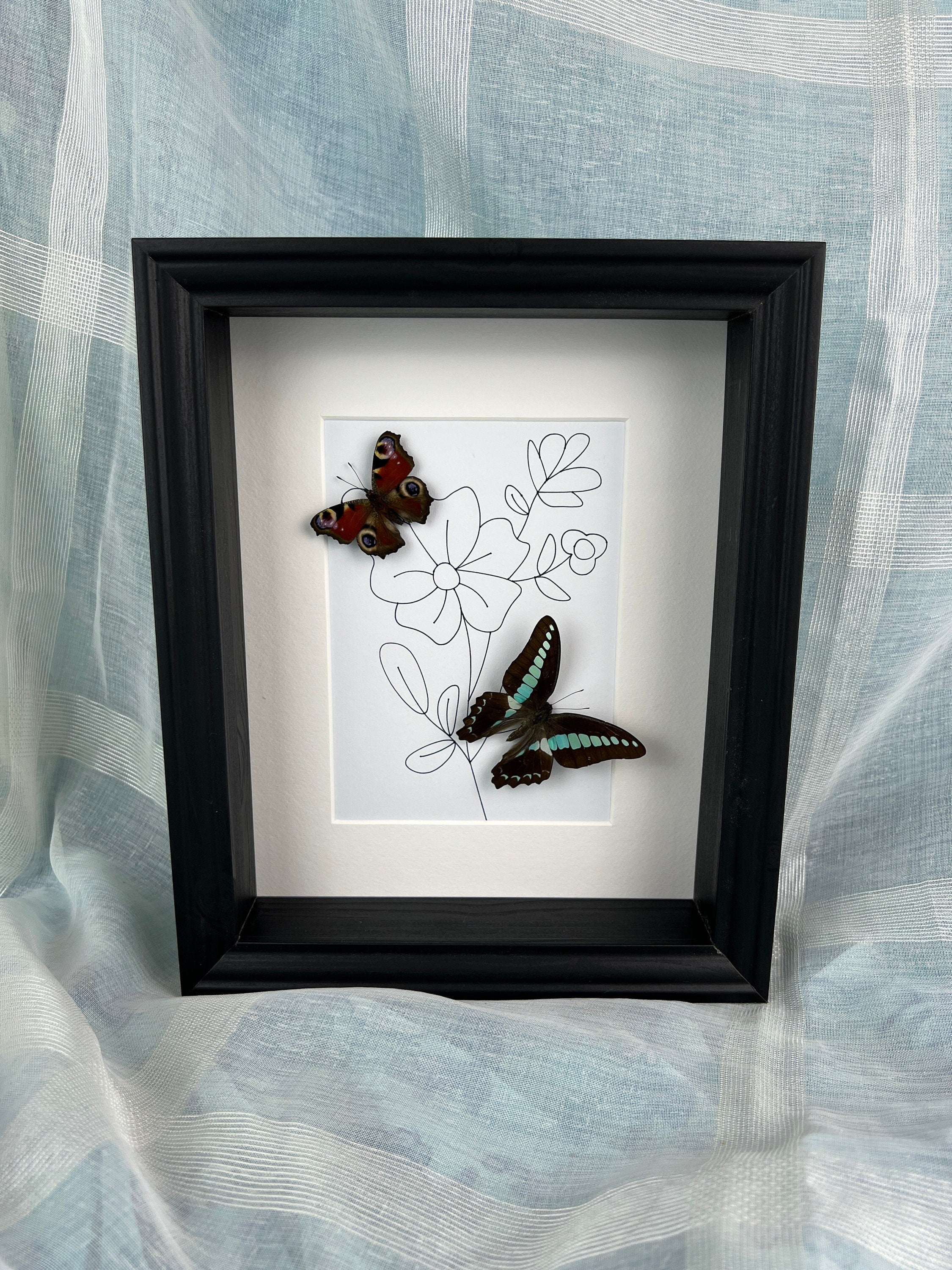 Aglais Io und Graphium Sarpedon im Rahmen