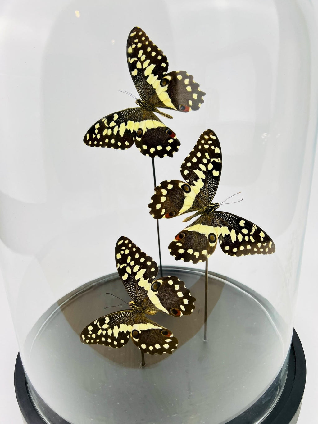 Papilio Demodocus in einer Glasglocke von KEY LIME STORE