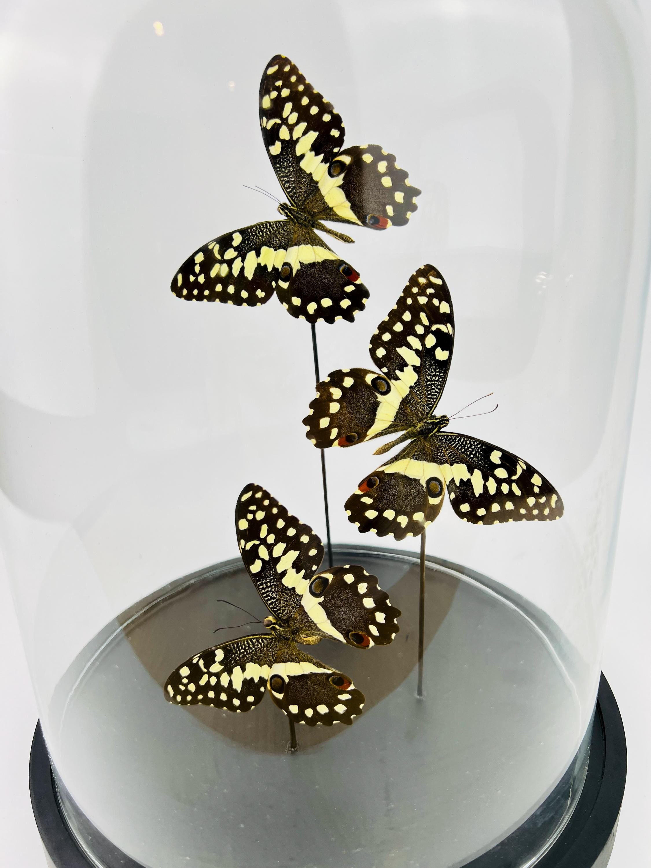 Papilio Demodocus in stolp