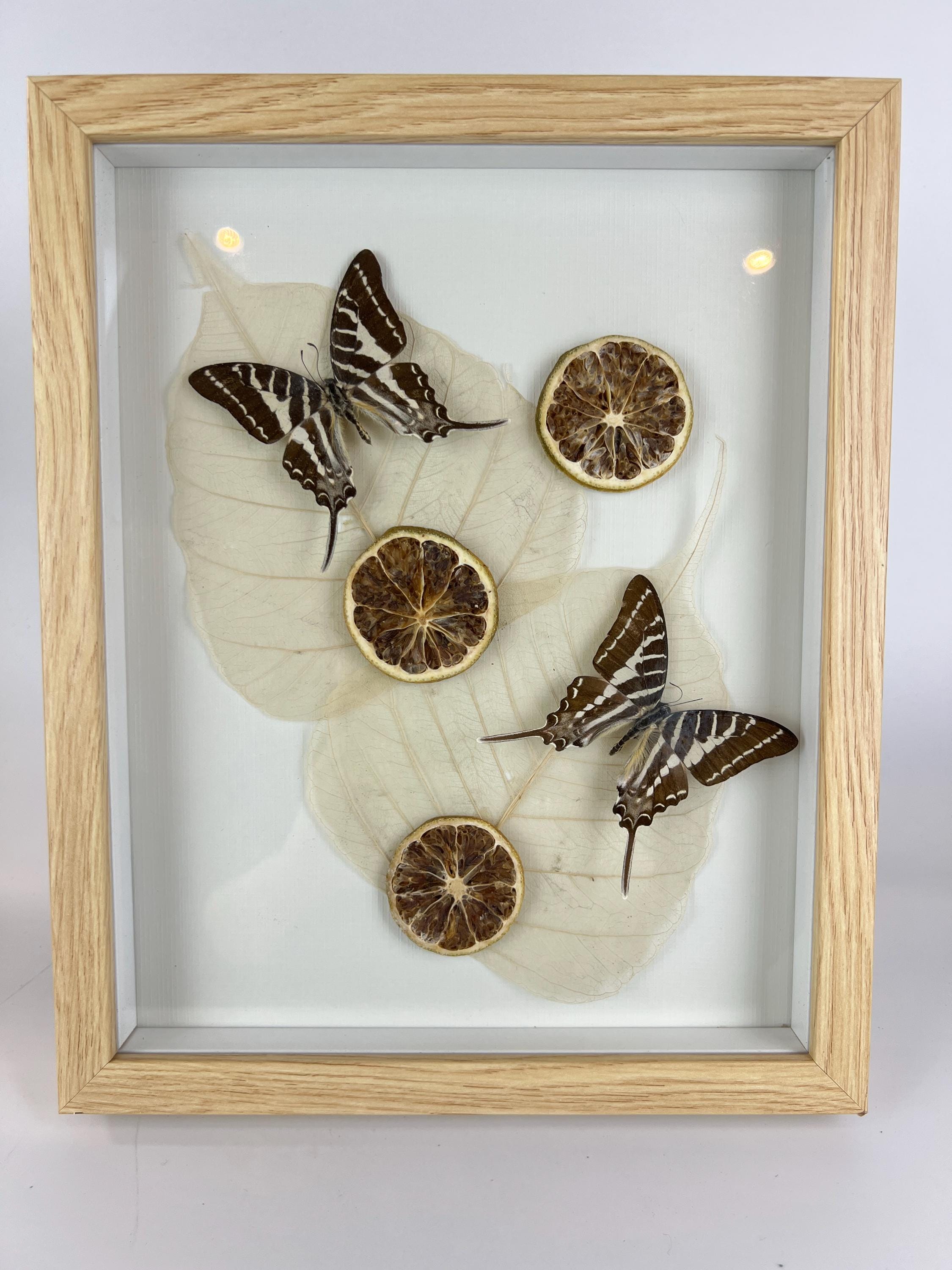 Graphium Rhesus met gedroogde ornamenten in lijst