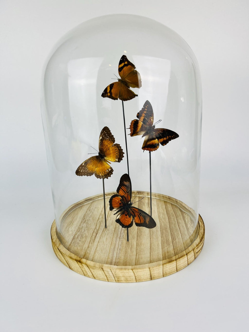 Doleschallia bisaltide, Charaxes cynthia, Cethosia biblis und Pseudacraea clarkii im Glas von KEY LIME STORE