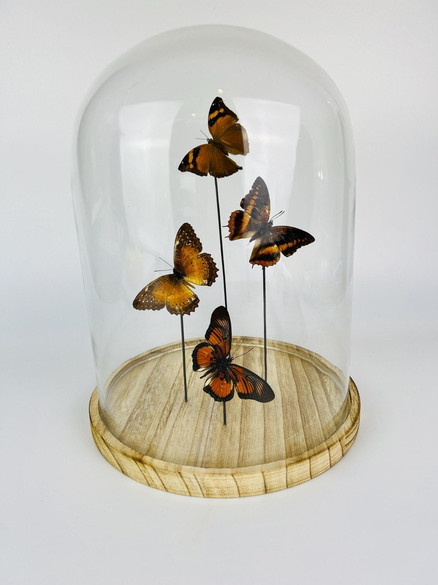 Doleschallia bisaltide, Charaxes cynthia, Cethosia biblis und Pseudacraea clarkii im Glas von KEY LIME STORE