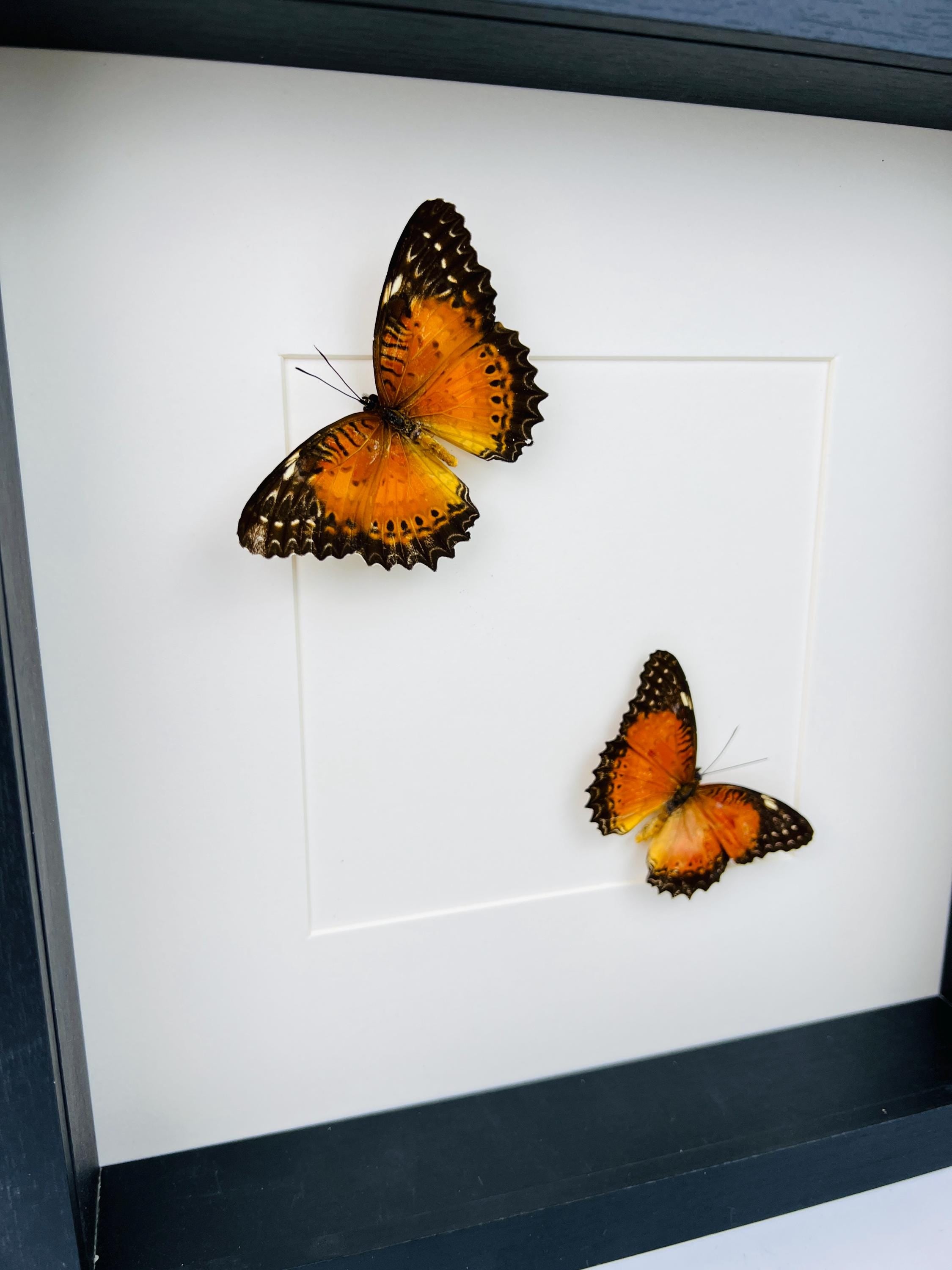 Cethosia Biblis im Rahmen