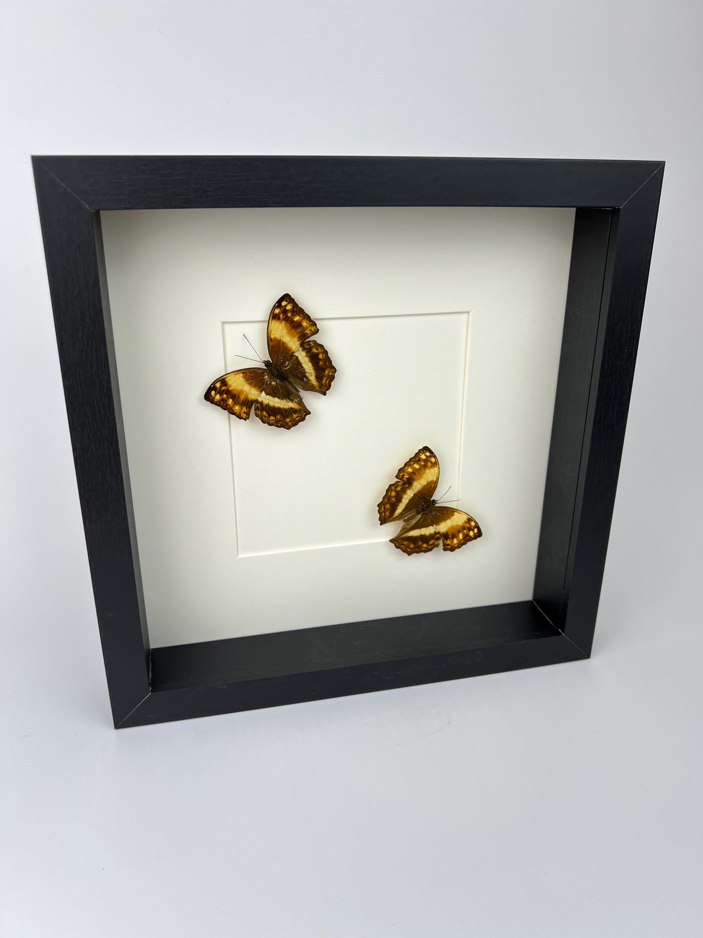 Harma Theobene gerahmt