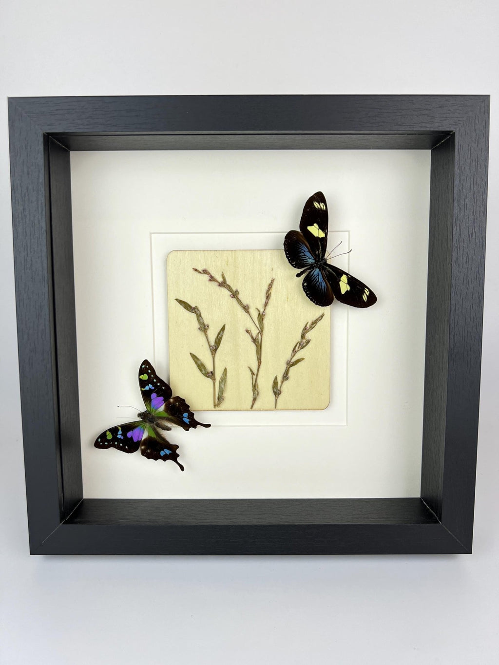 Heliconius und Graphium Weiskei mit Trockenblumen in einem Rahmen von KEY LIME STORE