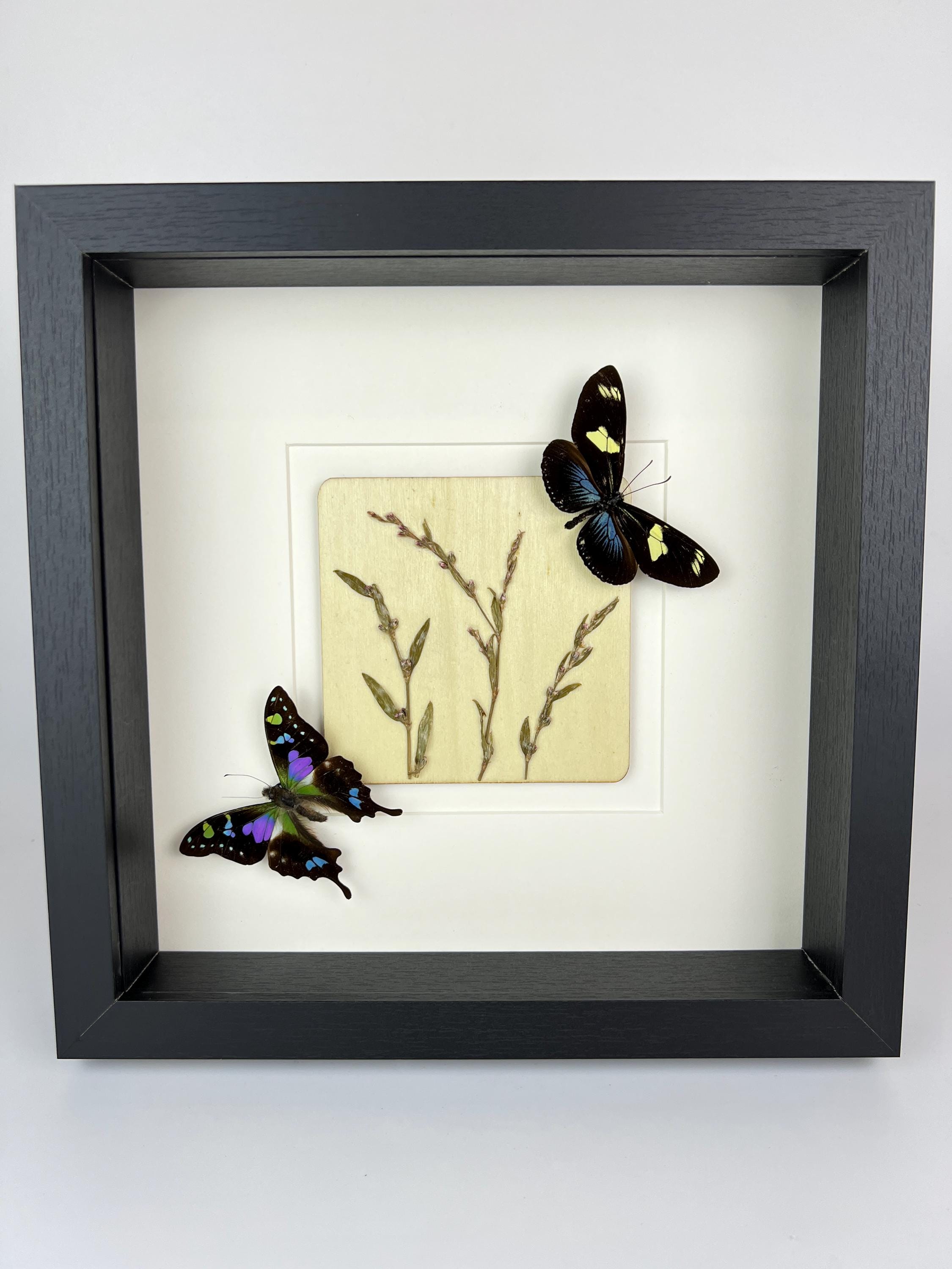 Heliconius en Graphium Weiskei met droogbloemen in lijst