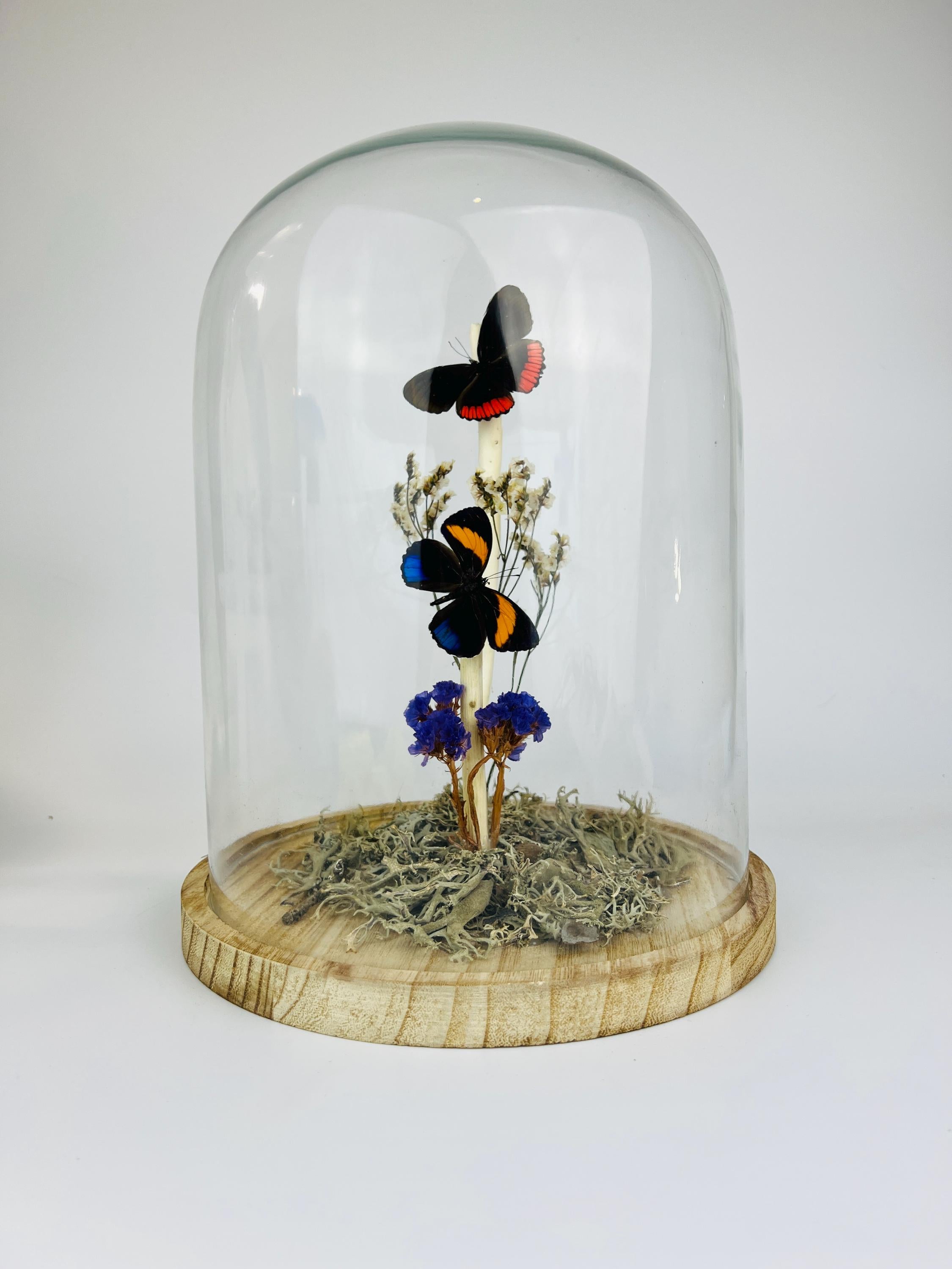 Callicore en Biblis Hyperia in stolp