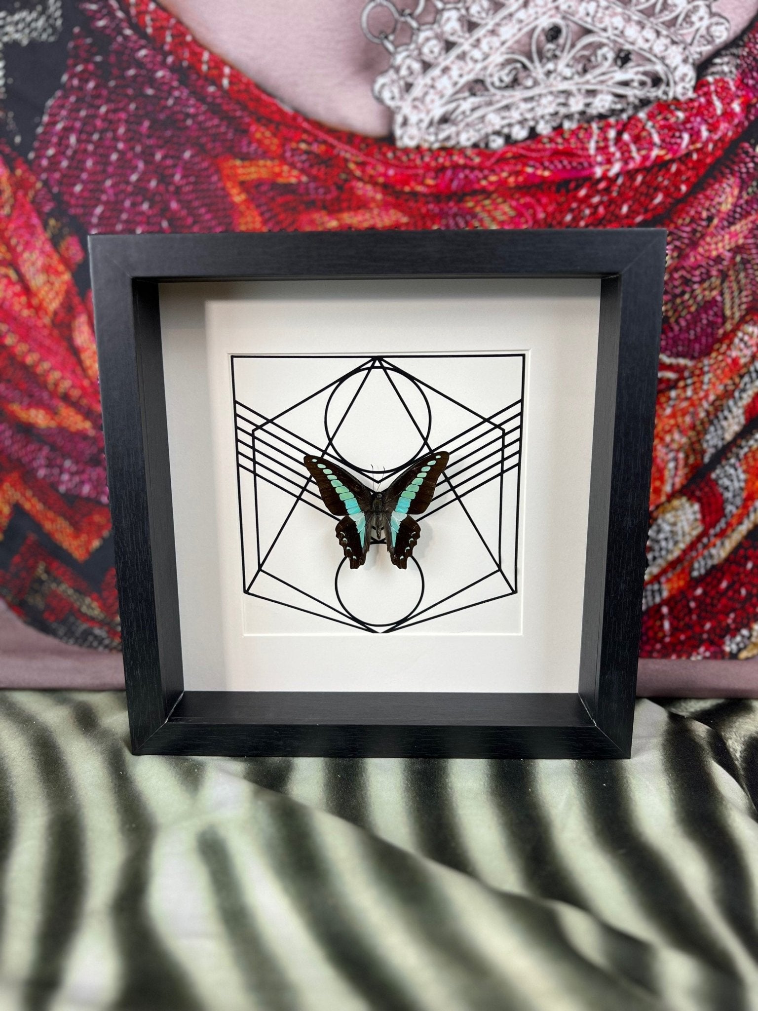 Graphium Sarpedon in lijst by KEY LIME STORE