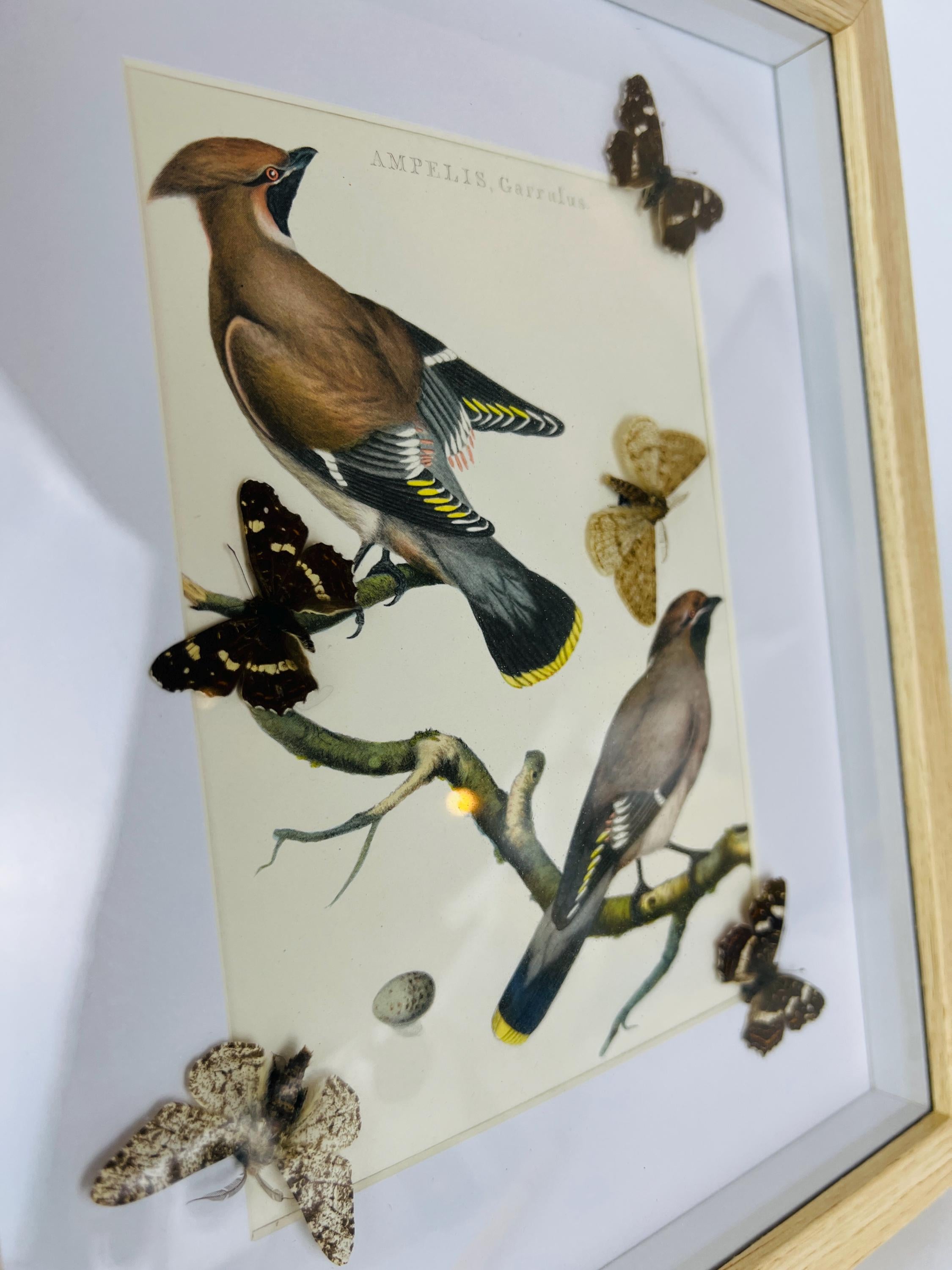 Schmetterlinge auf einem Vintage-Botanikdruck in einem Rahmen