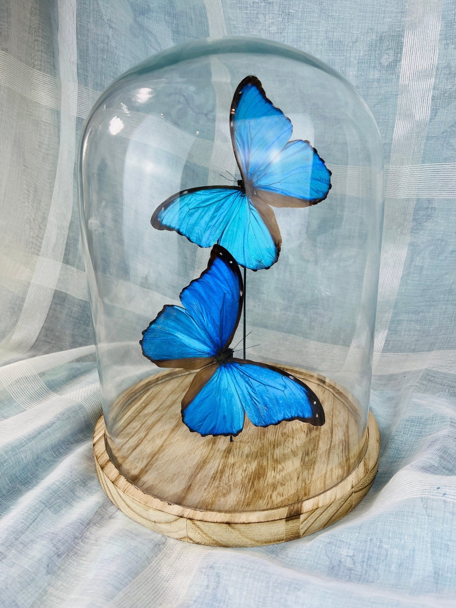 Morpho Didius in einer Glasglocke von KEY LIME STORE