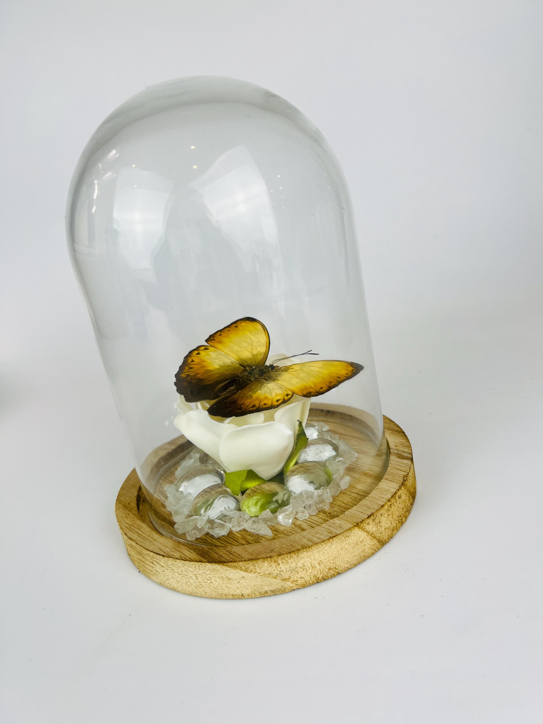 Cymothoe op faux roos met glazen steentjes in stolp