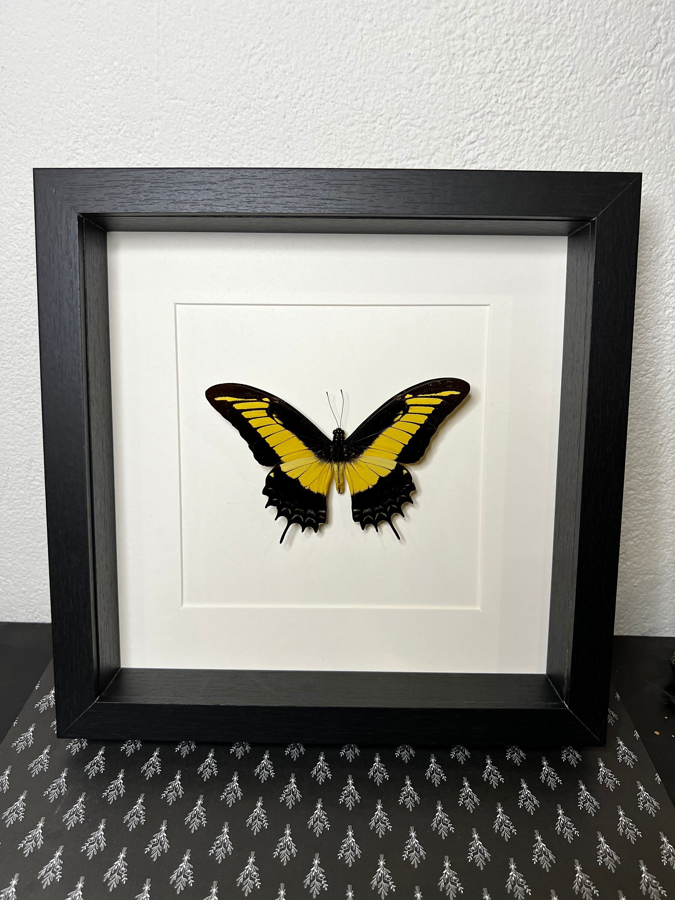 Papilio androgeus im Rahmen
