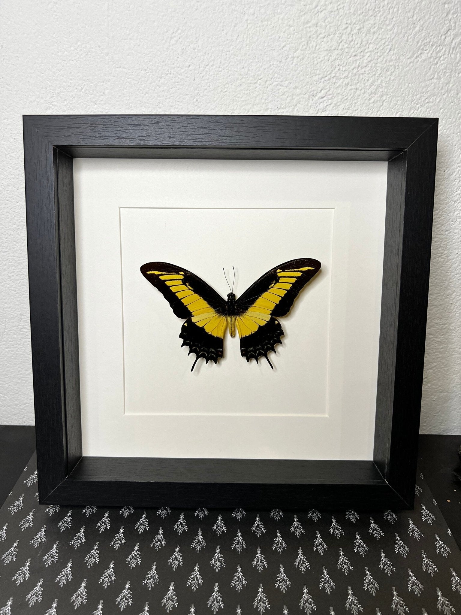 Papilio Androgeus in einem Rahmen von KEY LIME STORE