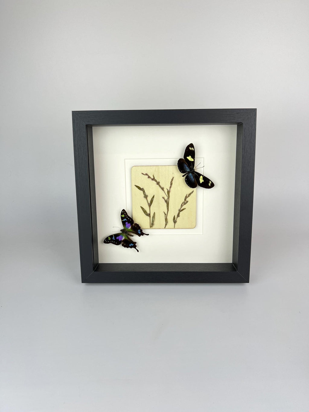 Heliconius und Graphium Weiskei mit Trockenblumen in einem Rahmen von KEY LIME STORE