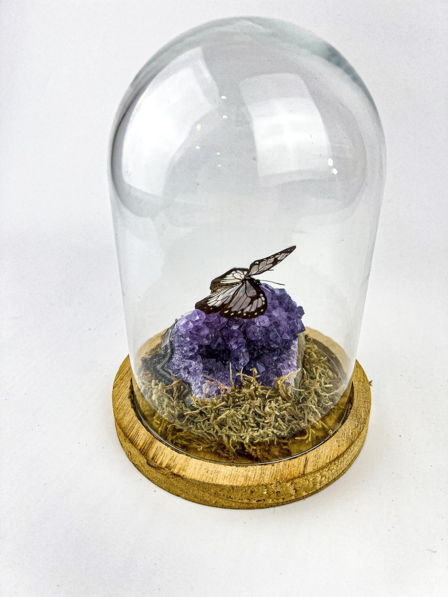Parantica Vitrina auf Amethyst in einer Glasglocke von KEY LIME STORE