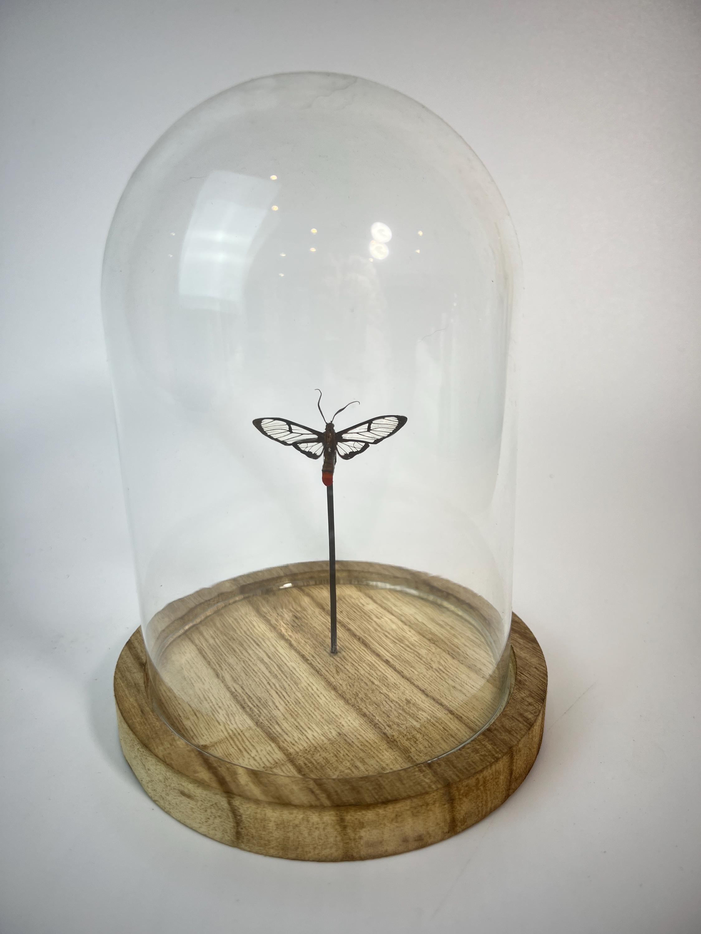 Echte vlinder | Vlinder met doorzichtige vleugels in stolp (17x13cm)