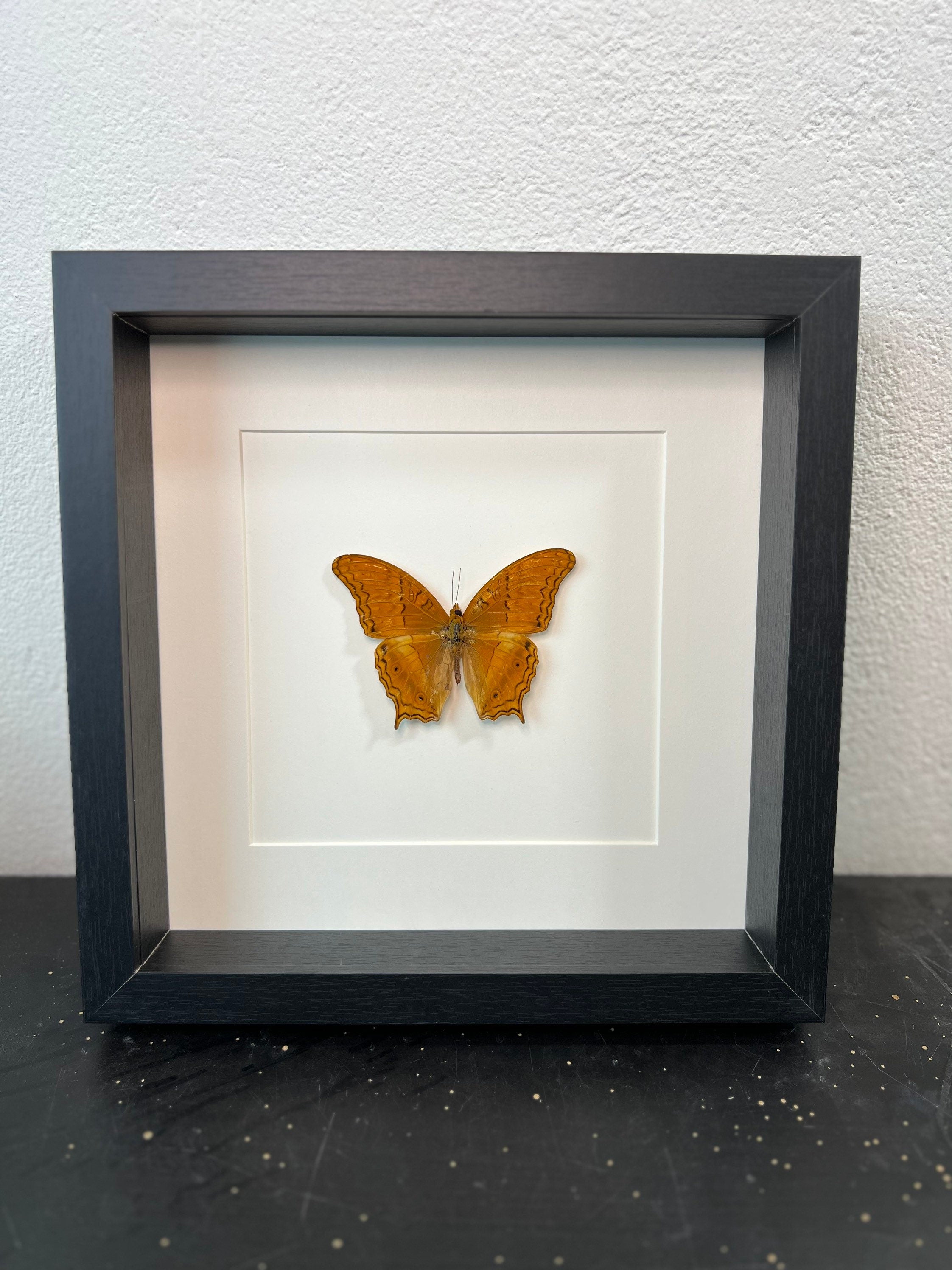 Vindula Dejone in lijst