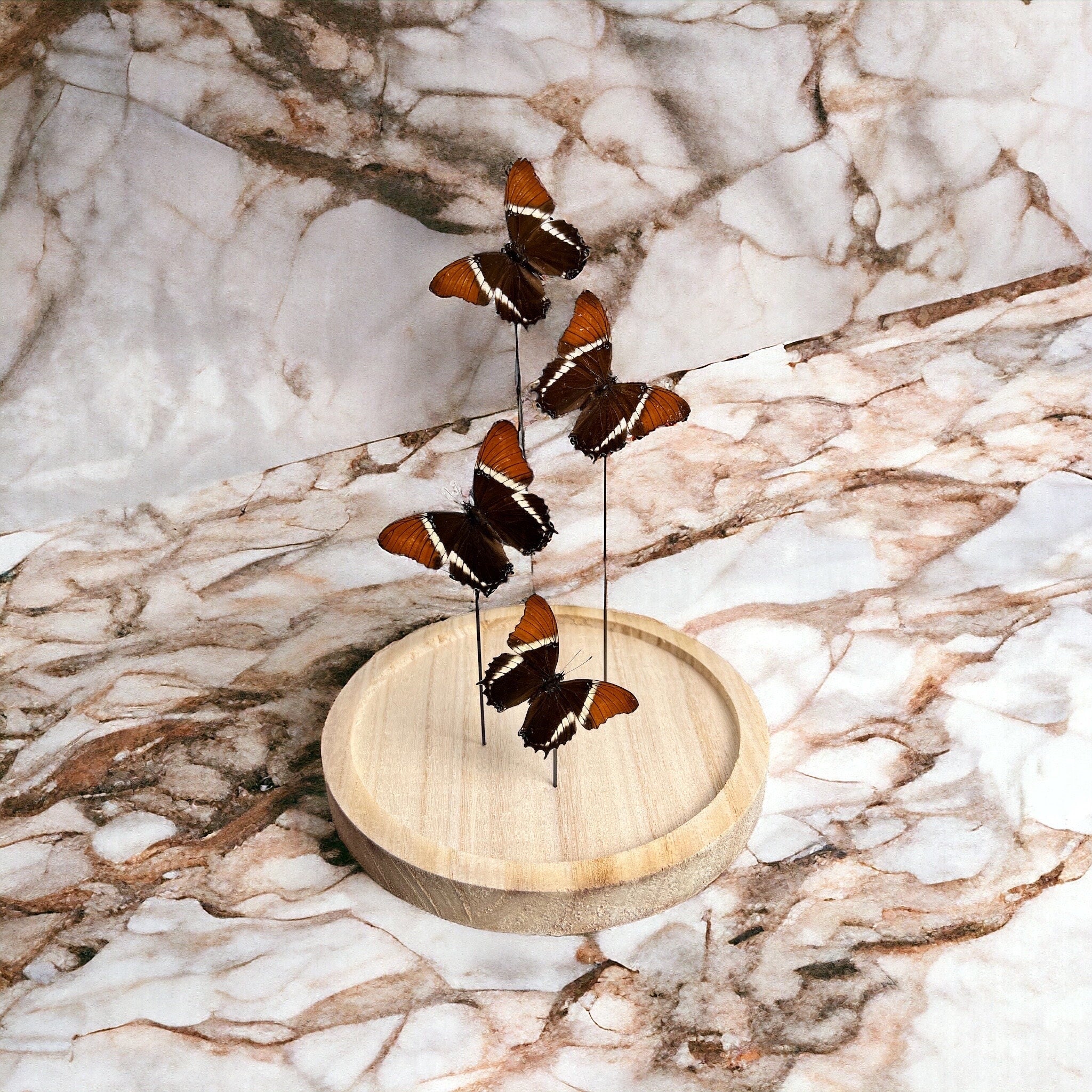 Siproeta Epaphus in einer Glasglocke