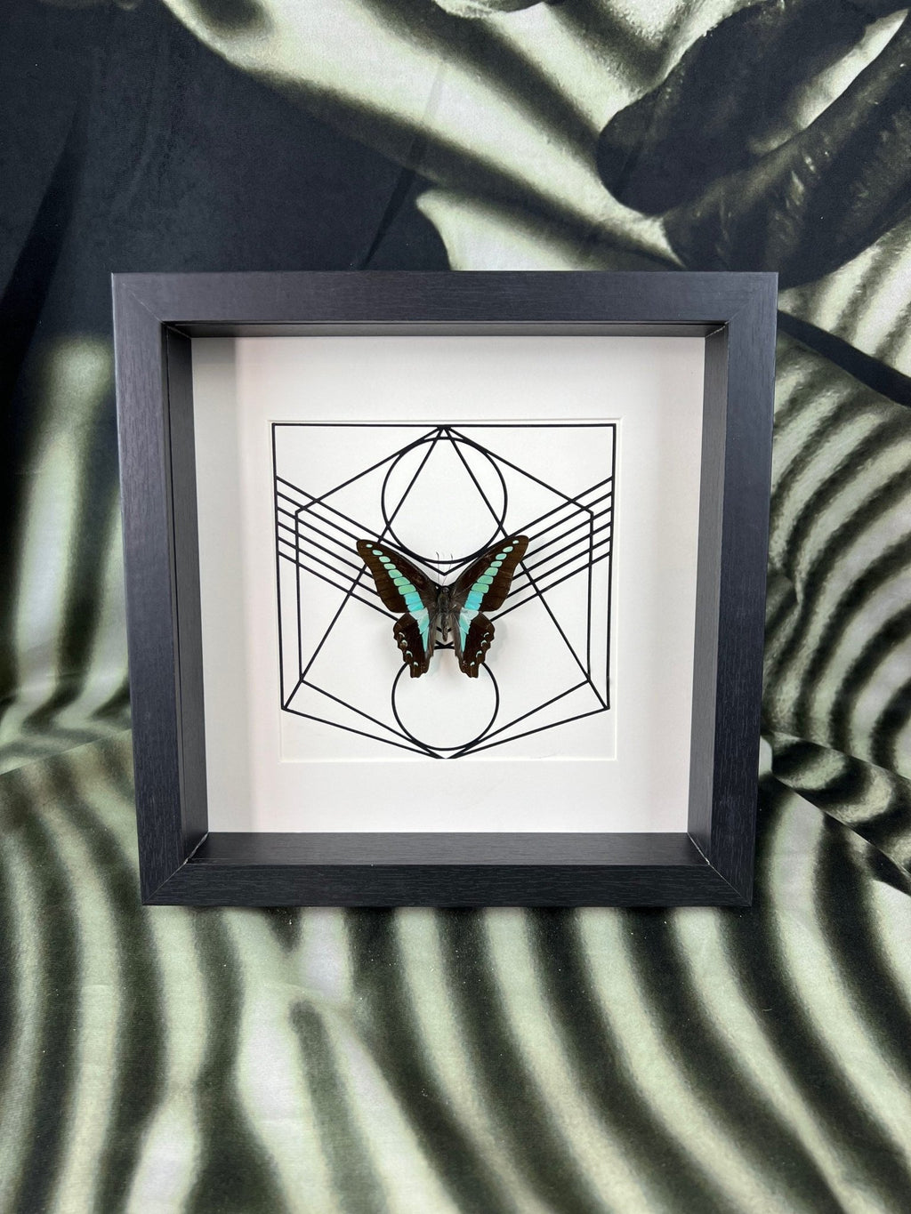 Graphium Sarpedon im Rahmen von KEY LIME STORE