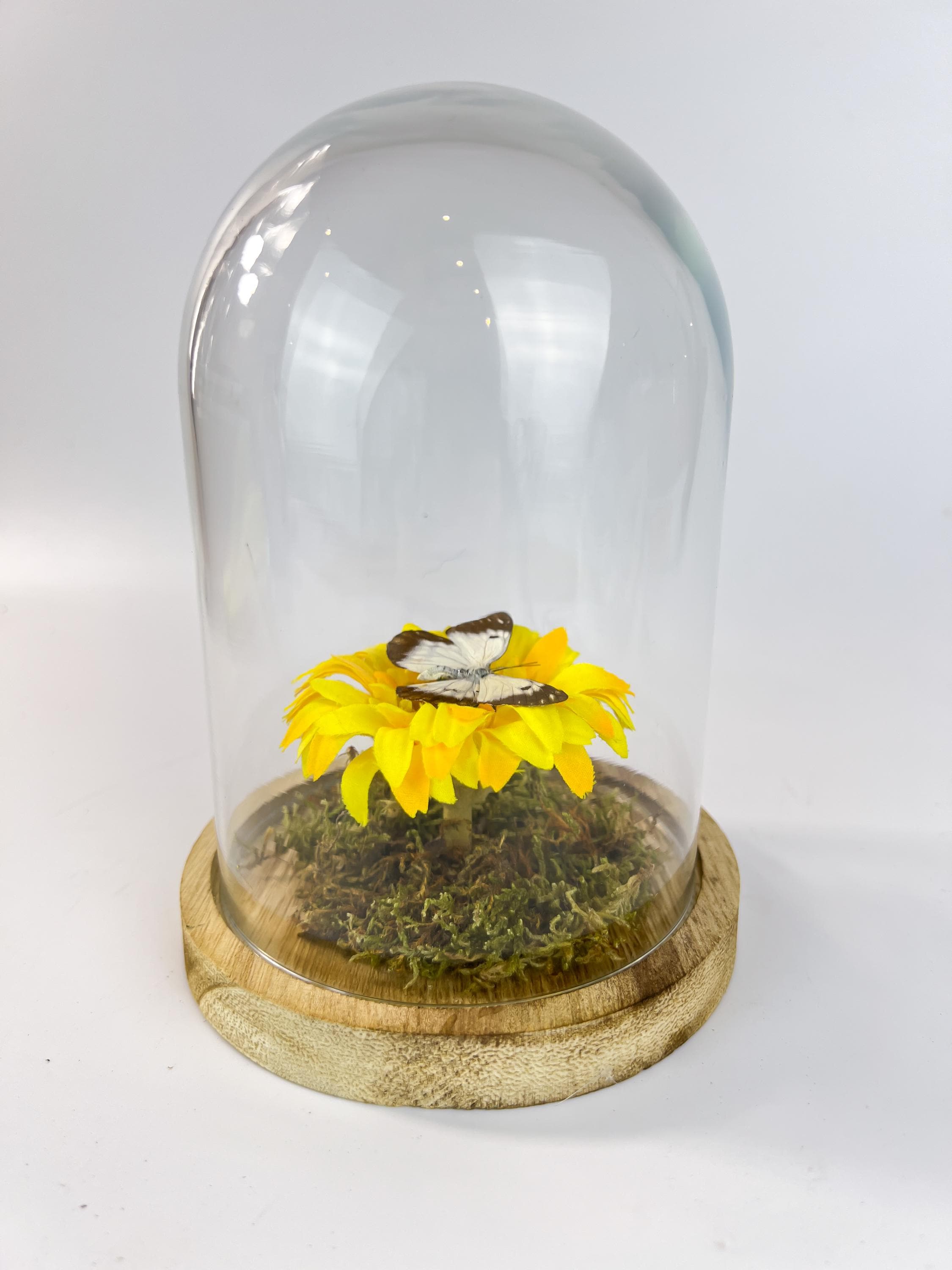 Belenois Java en stoffen bloem in stolp