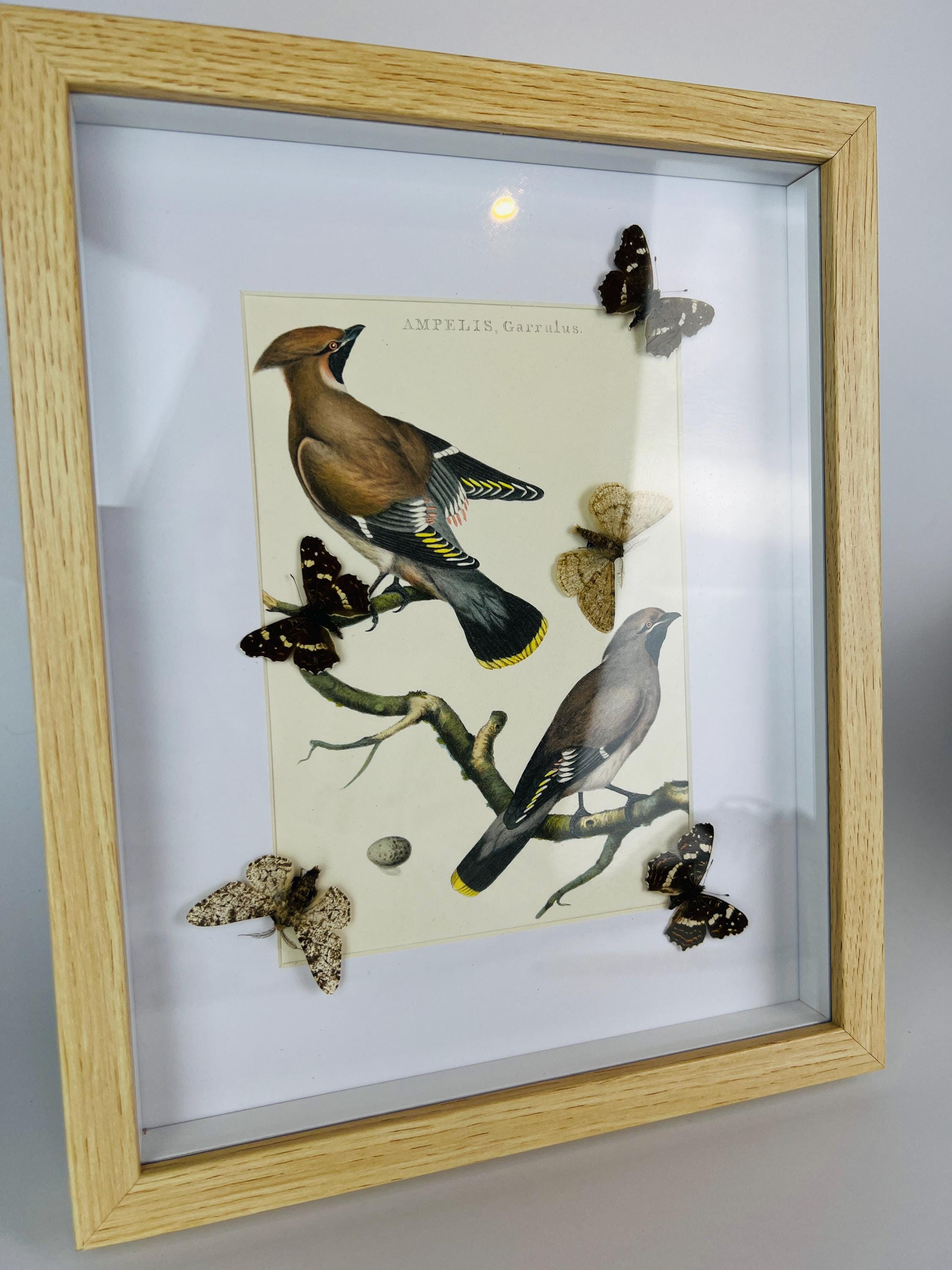 Schmetterlinge auf einem Vintage-Botanikdruck in einem Rahmen