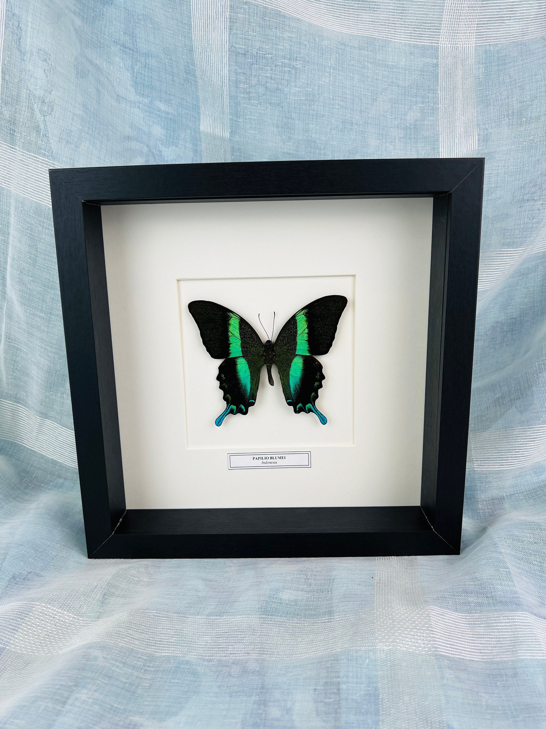 Unique Papilio Blumei Butterfly Shadowbox display with nameplate