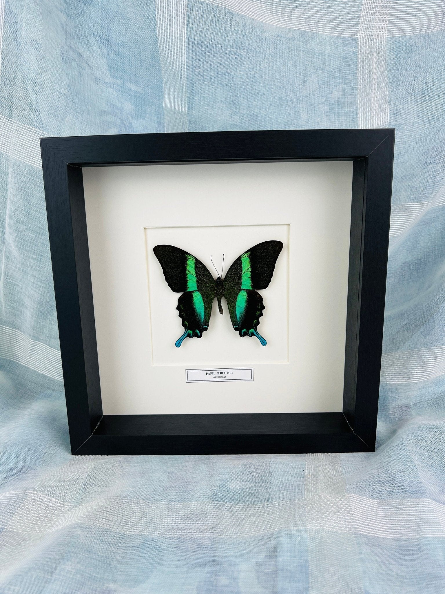 Papilip Blumei mit Namensschild in einem Rahmen von KEY LIME STORE