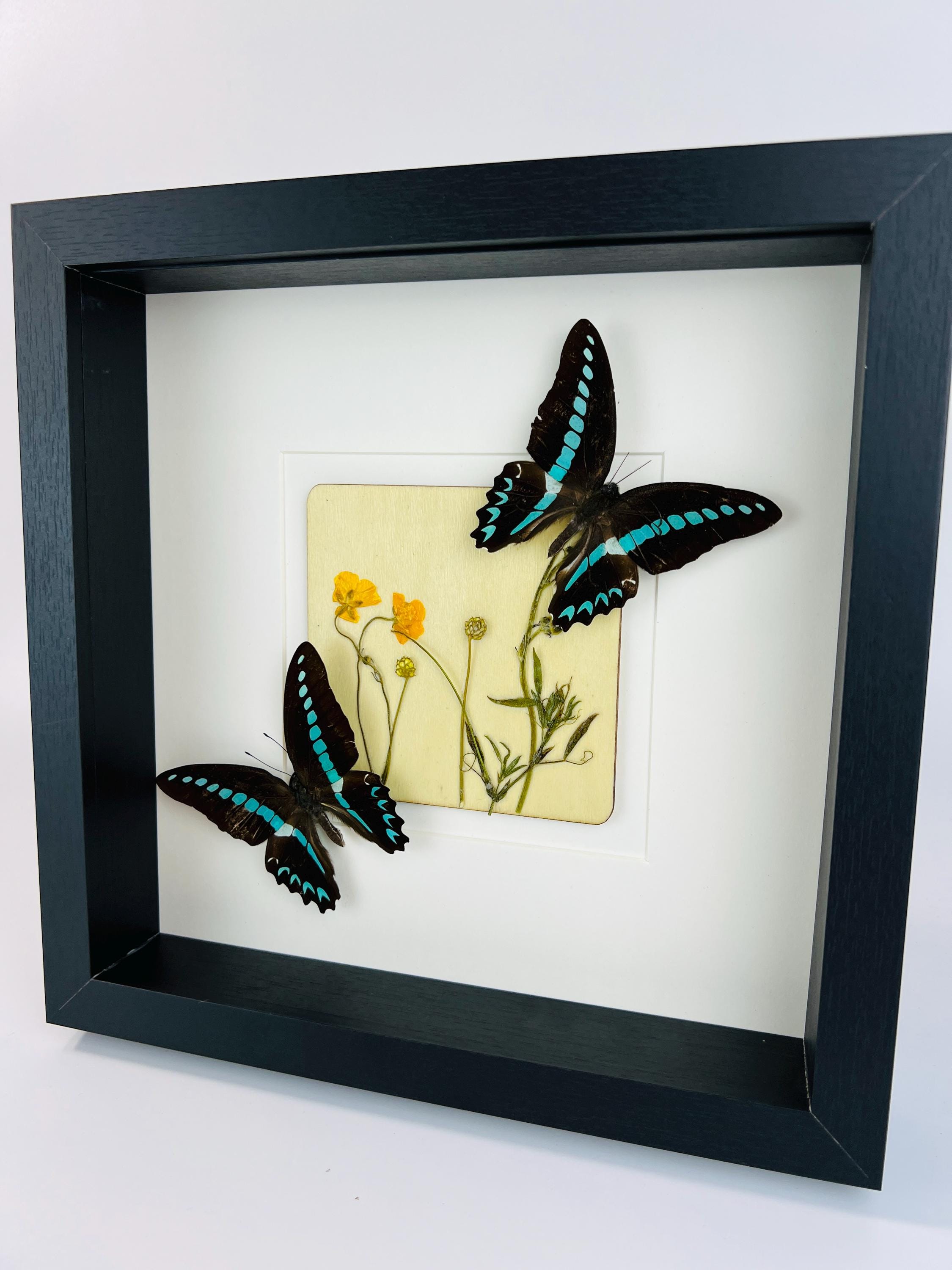 „Graphium Sarpedon“ und „Wildflower“ gerahmt