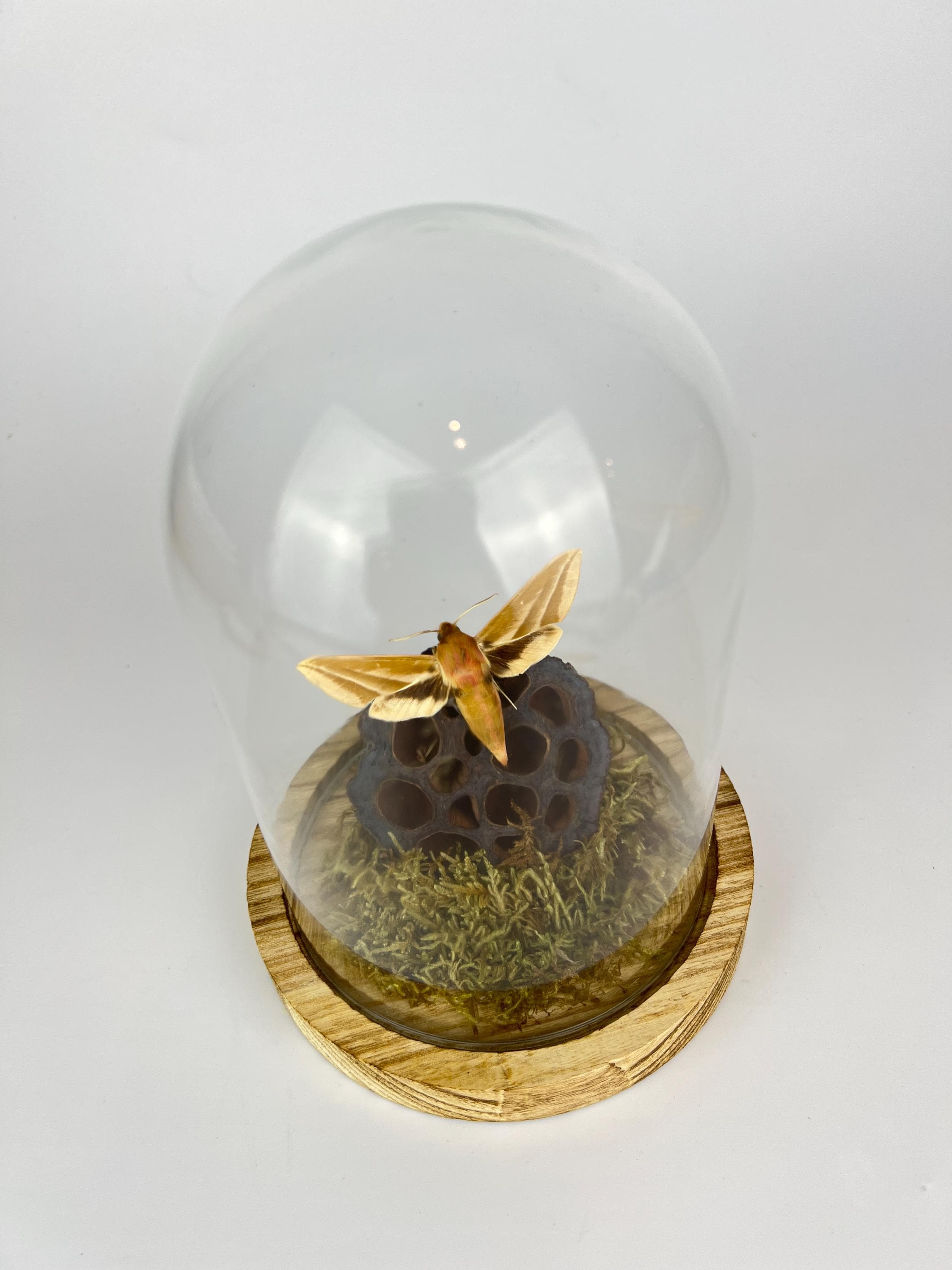 Echte vlinder | Hyles Mot met mos en lotusbloem in stolp (17x13cm)