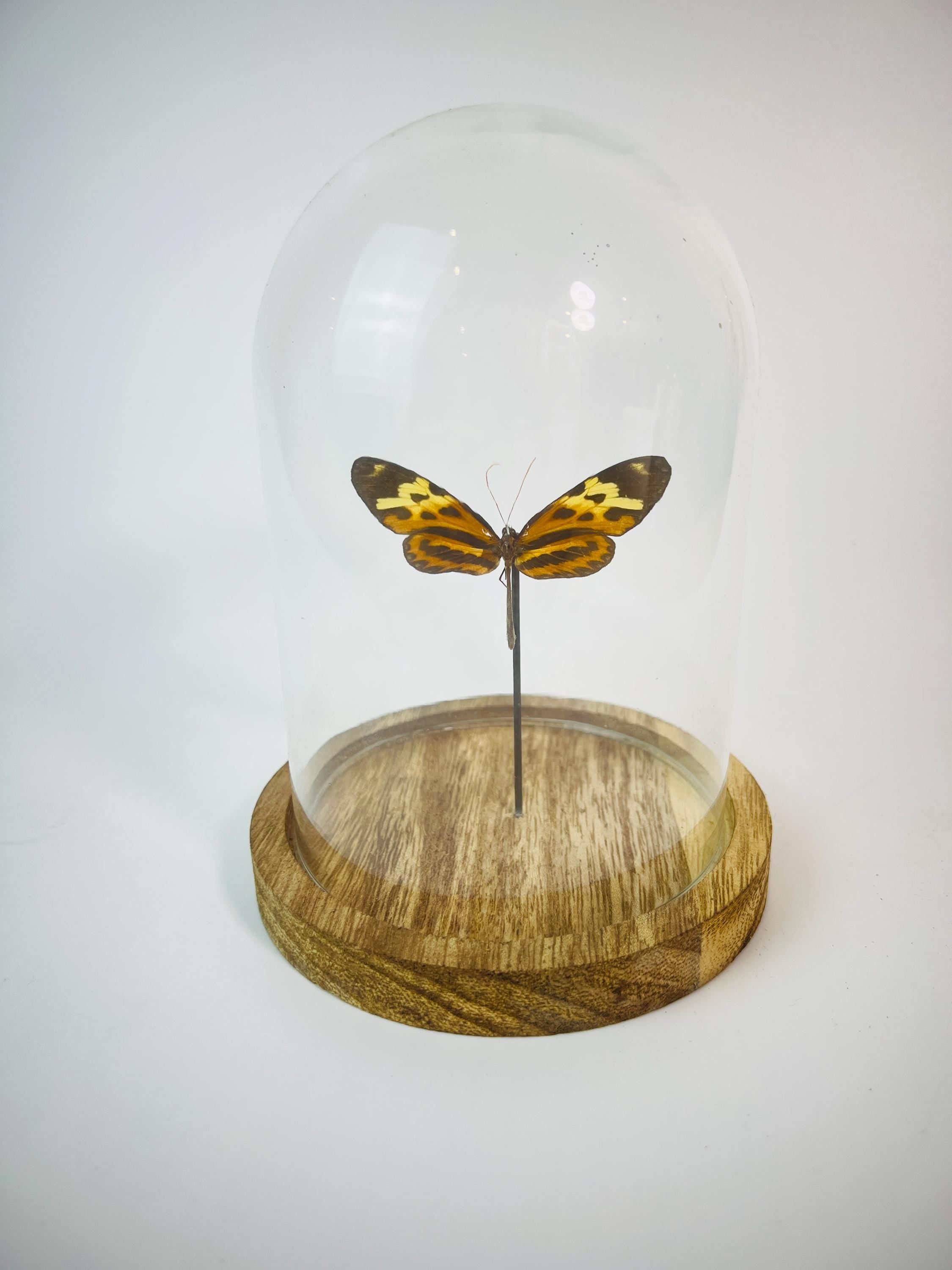 Echte vlinder | Heliconius in stolp (17x13cm)