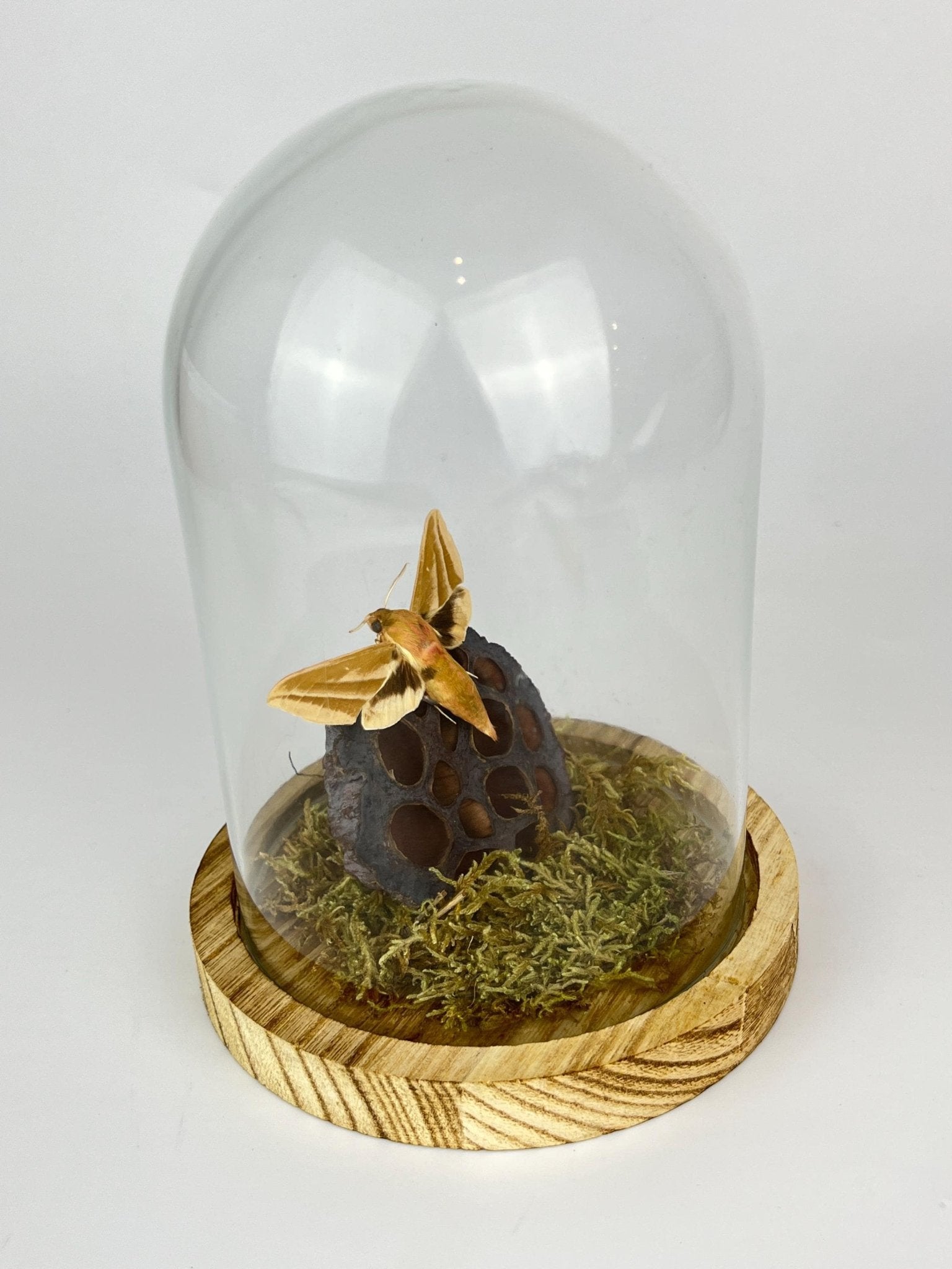 Hyles-Motte mit Moos und Lotusblüte in einer Glasglocke von KEY LIME STORE