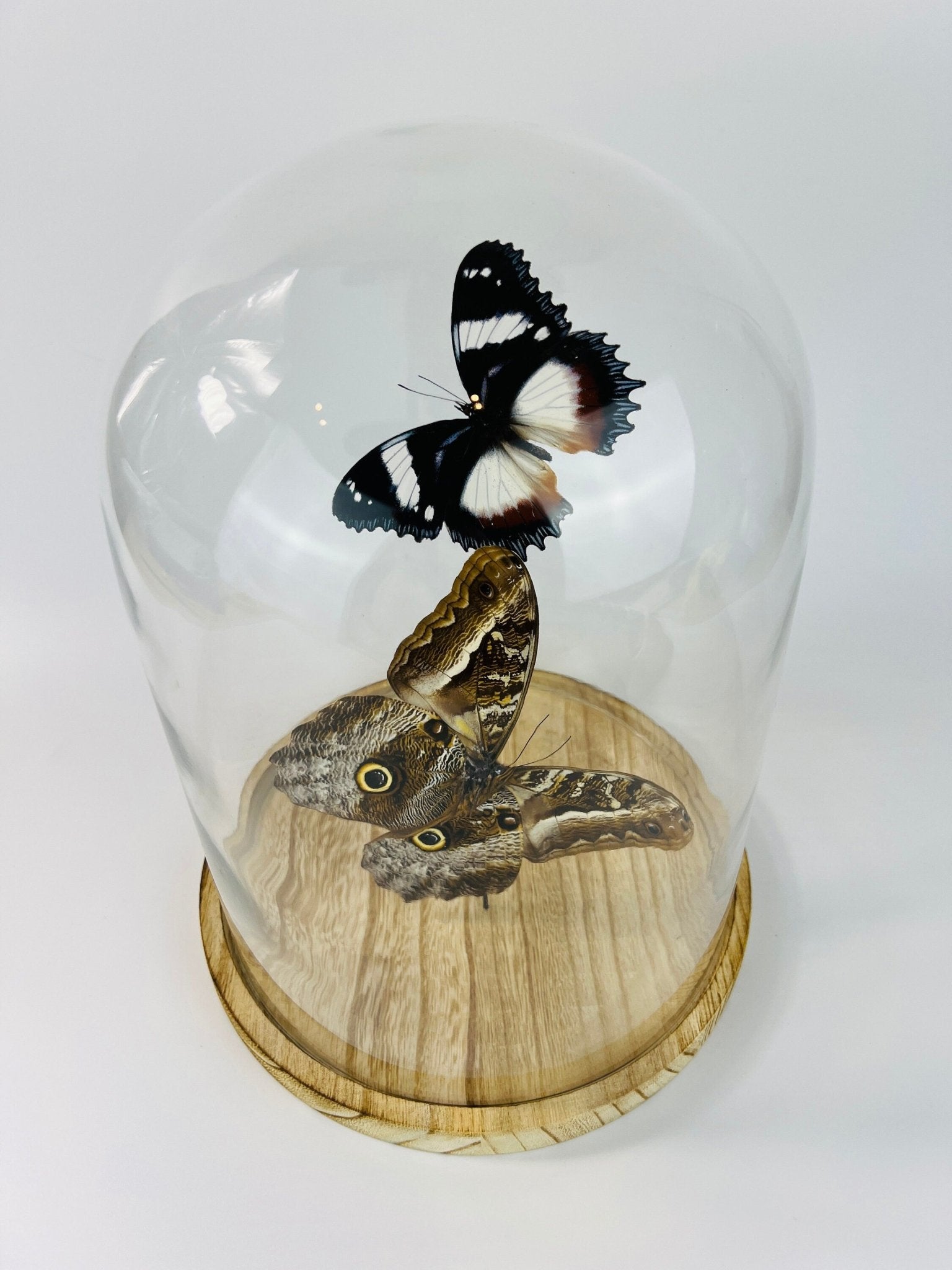 Hypolimnas Dexithea en Caligo in stolp by KEY LIME STORE