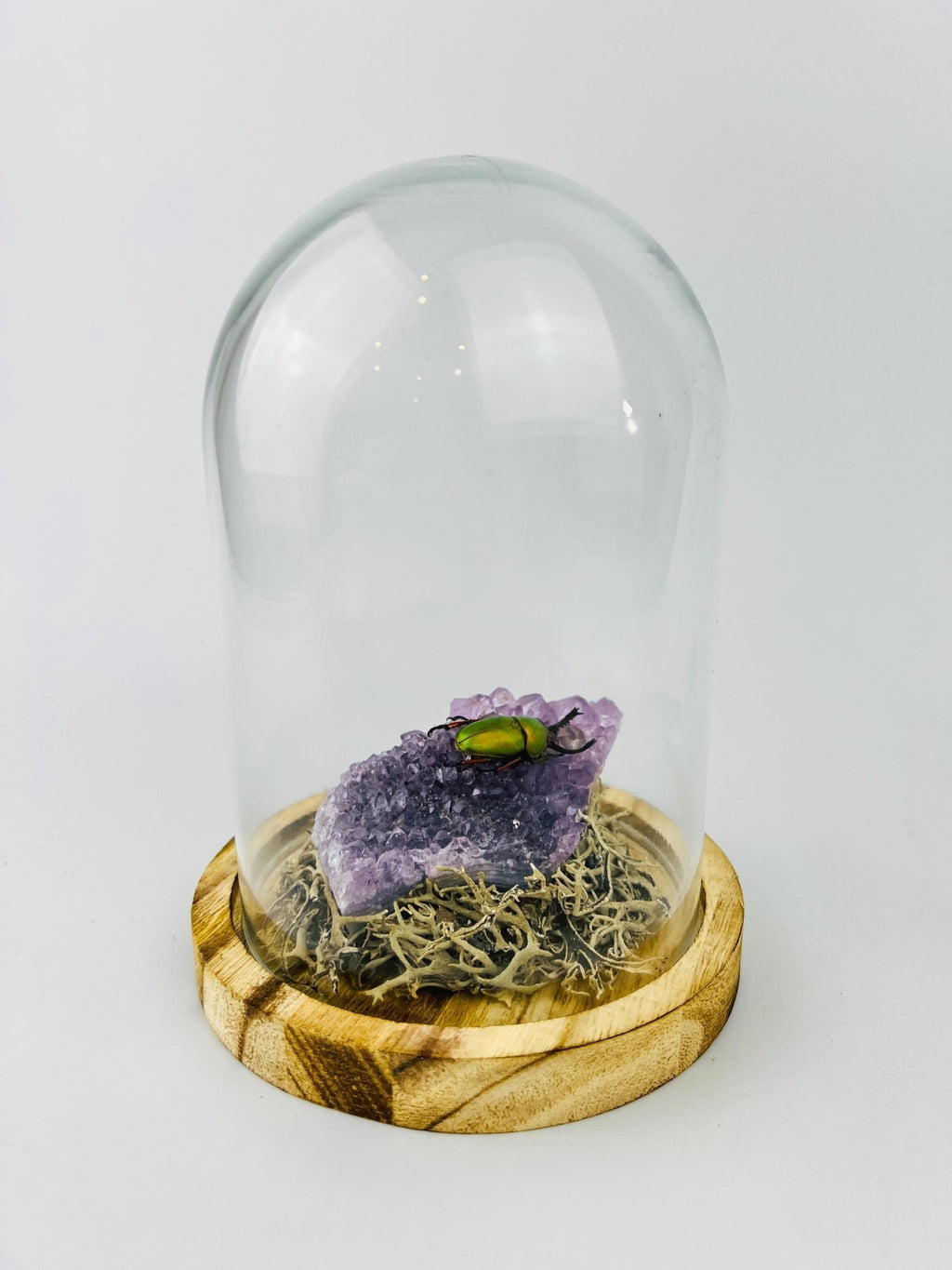 Schillernder Käfer auf einem Amethyst unter einer Glasglocke von KEY LIME STORE
